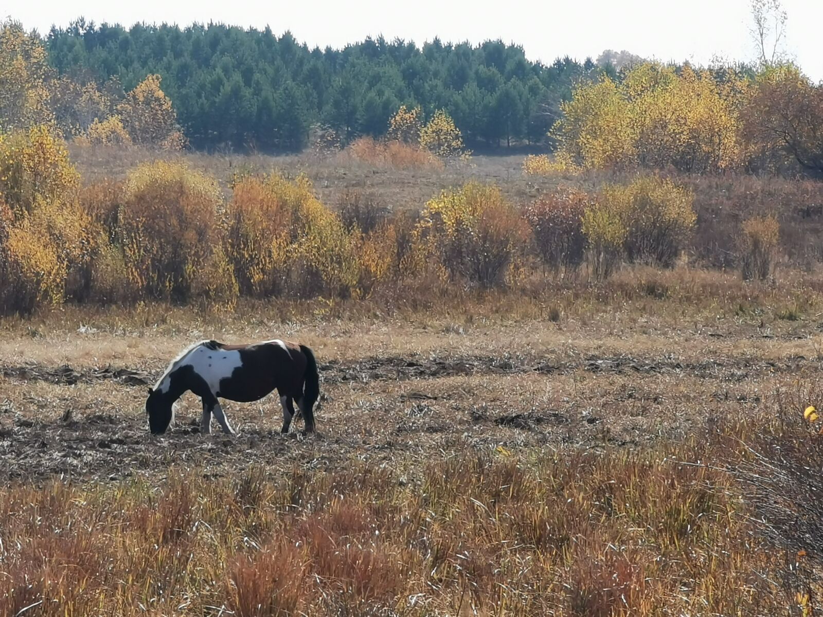 HUAWEI P30 Pro sample photo. China, saihanba, horse photography
