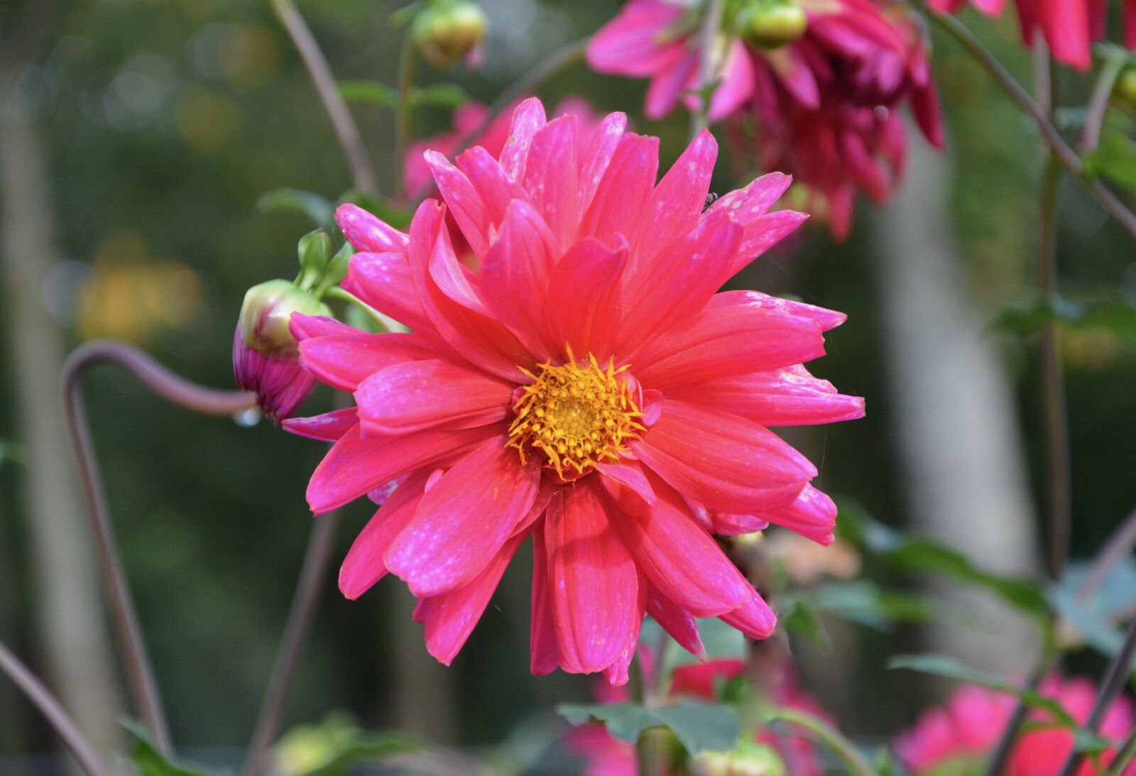 Nikon D5200 sample photo. Pink flower, button flower photography