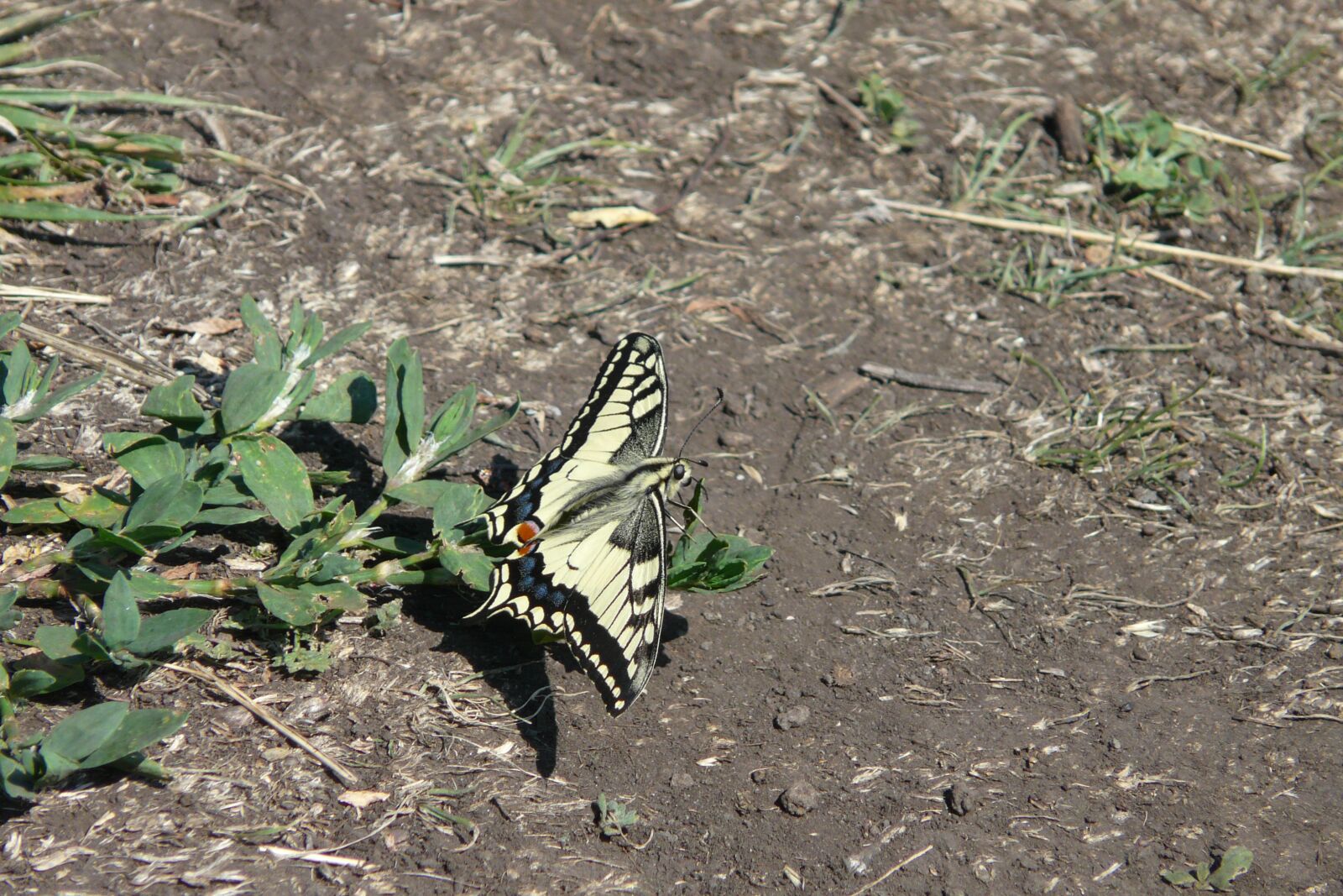 Panasonic DMC-FZ18 sample photo. Butterfly, insect, nature photography