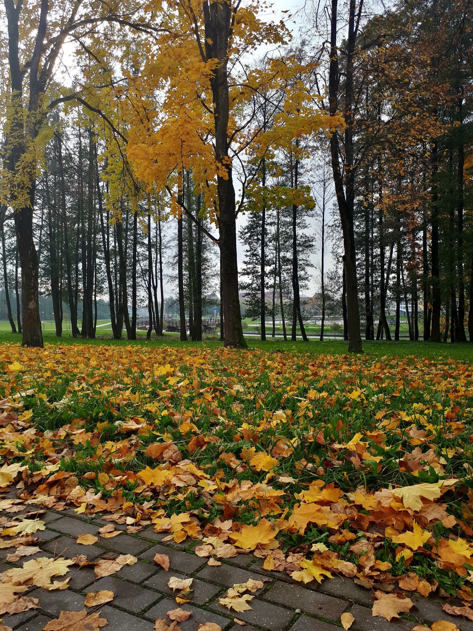 Samsung Galaxy A5(2017) sample photo. Autumn, leaves, autumn leaves photography