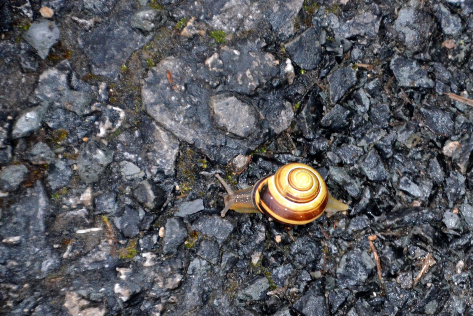 Nikon D5100 sample photo. Snail, slowly, shell photography