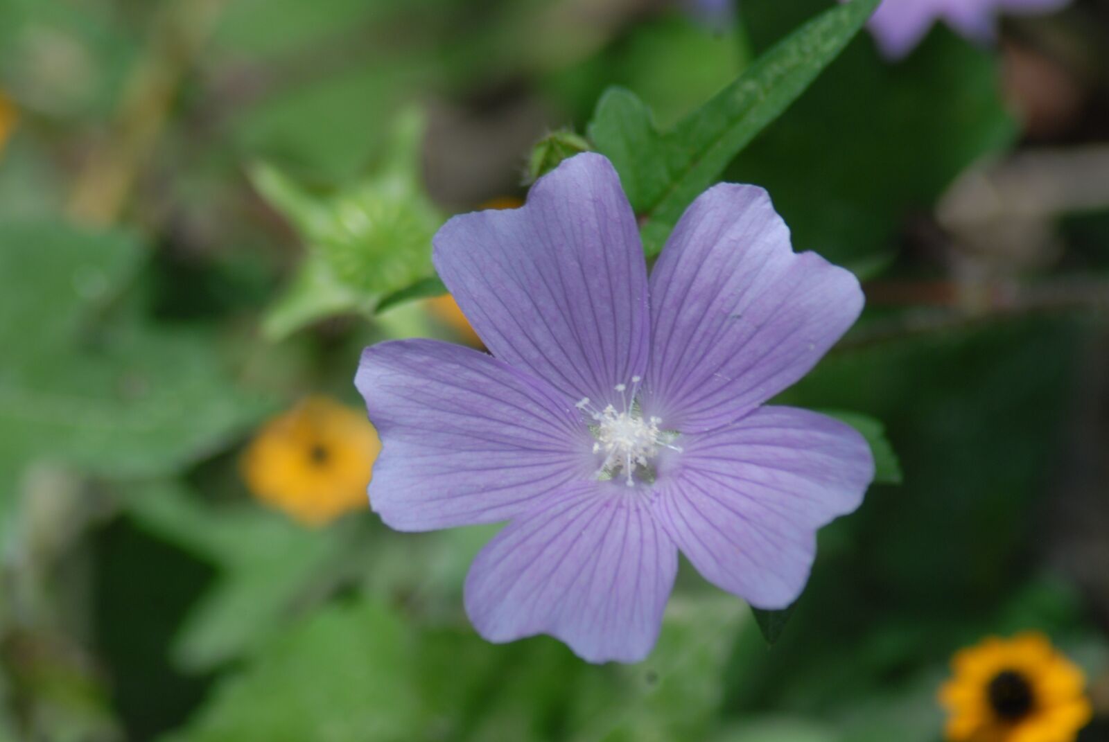 Nikon D200 sample photo. Purple flower regional, alache photography