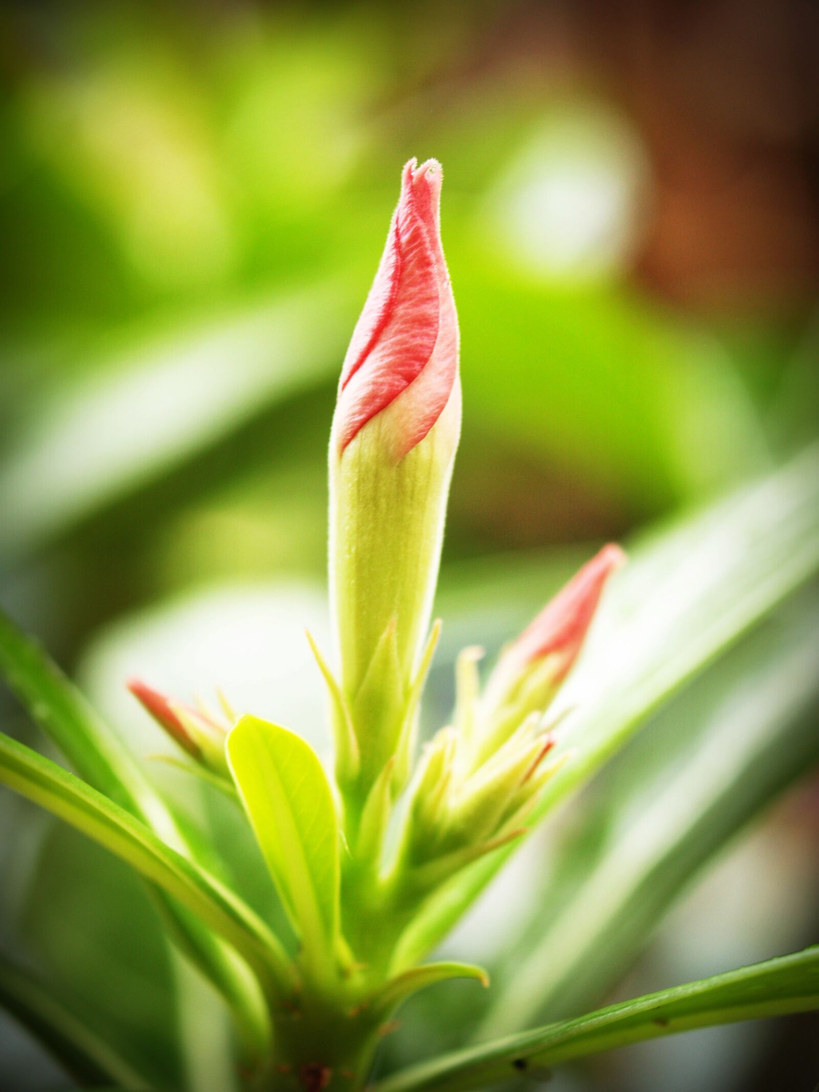 Olympus E-300 (EVOLT E-300) sample photo. Flower, closeup, tree photography