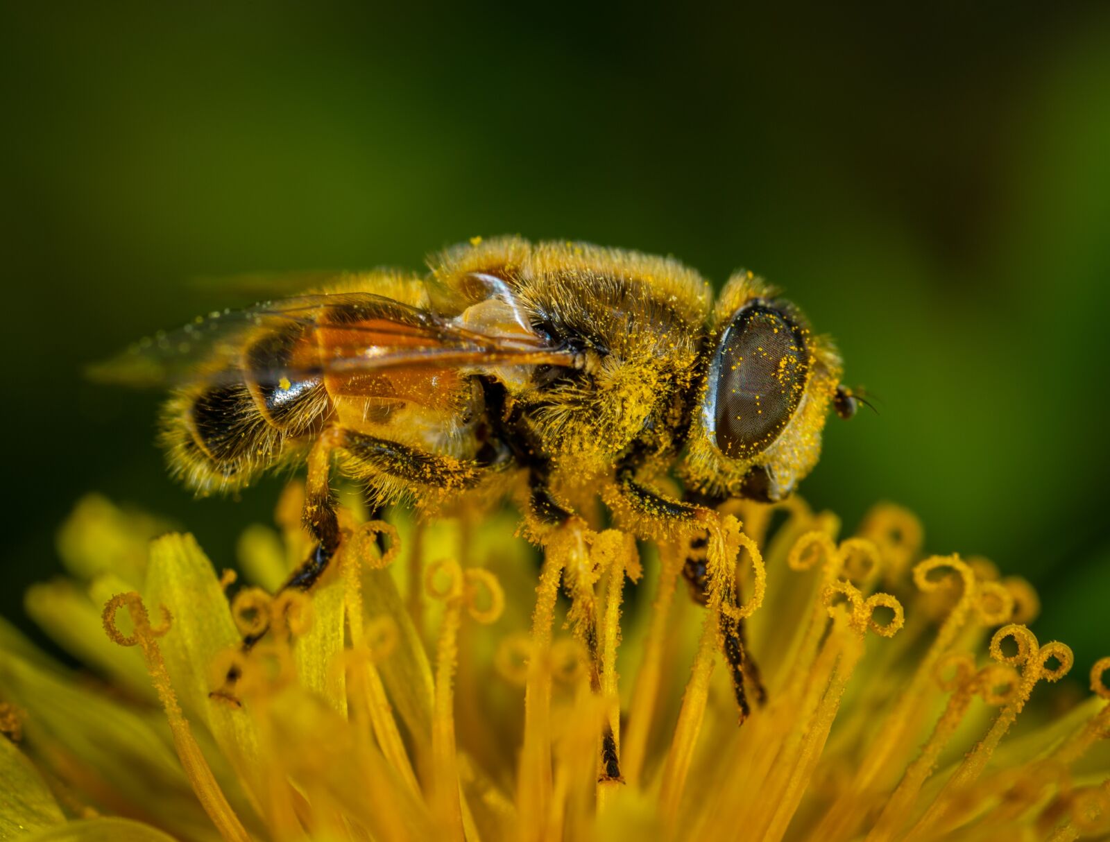 #124 65/2.8 sample photo. Insect, flower, pollen photography
