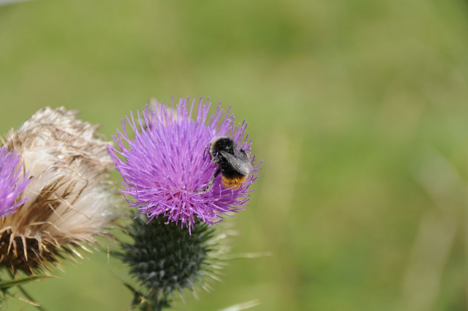 Nikon D300 sample photo. Nature, hummel, insect photography