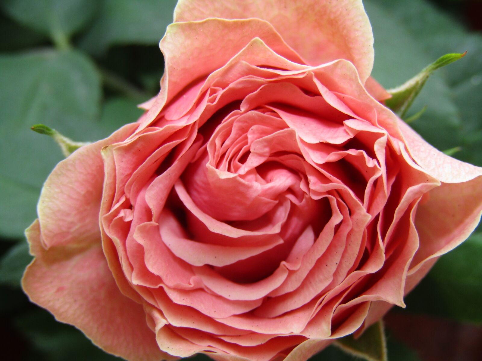 Canon PowerShot SX410 IS sample photo. Rose, flower, pink photography