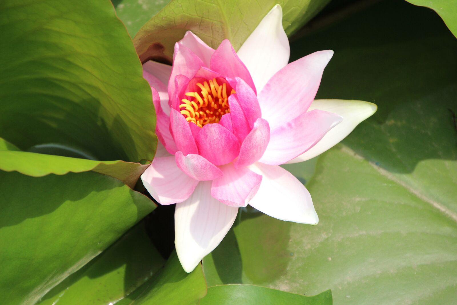 Canon EOS 600D (Rebel EOS T3i / EOS Kiss X5) sample photo. "Plant, lotus, bicolour lotus" photography