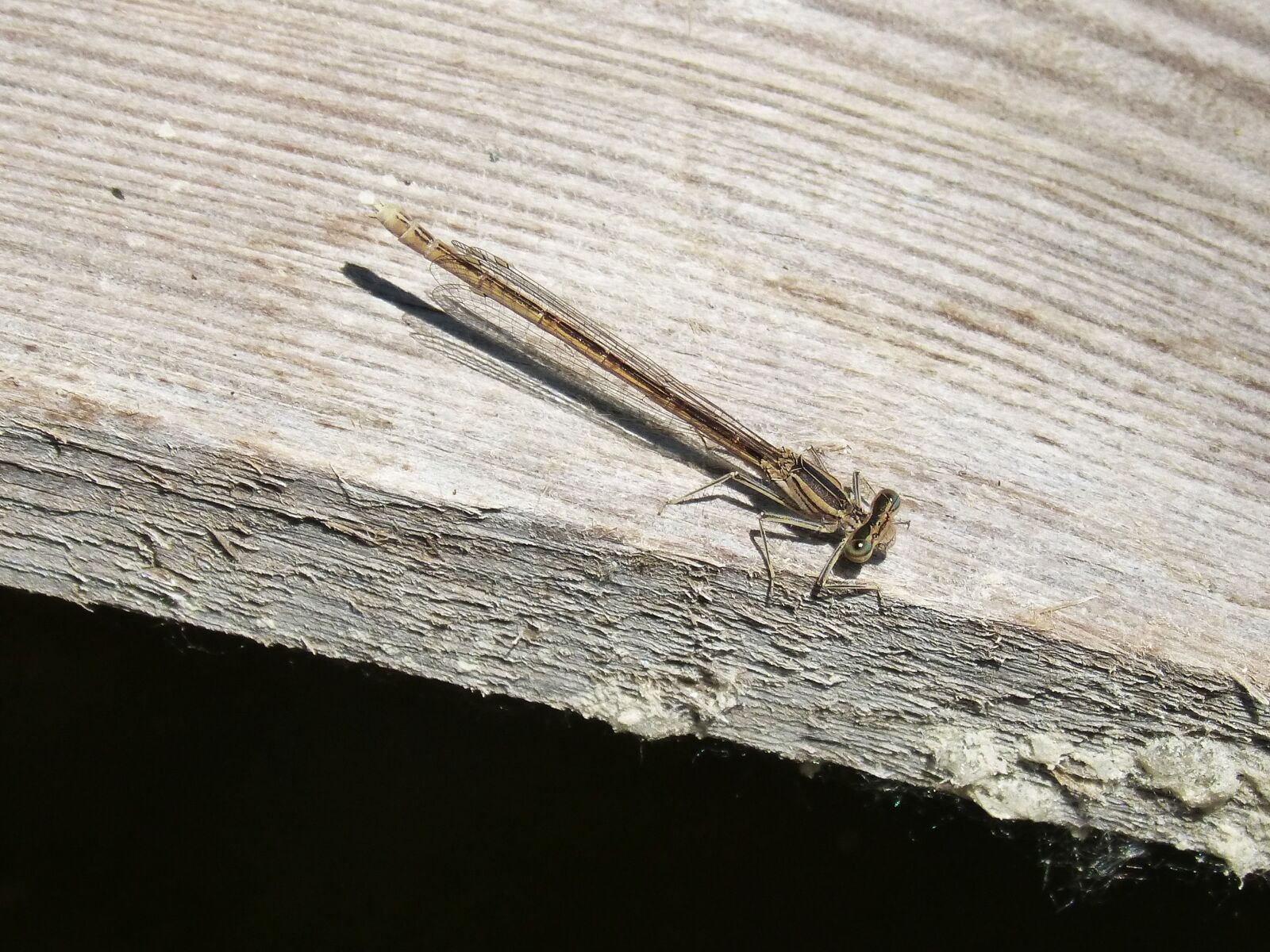 Panasonic DMC-FZ62 sample photo. Dragonfly, wood, flying insect photography