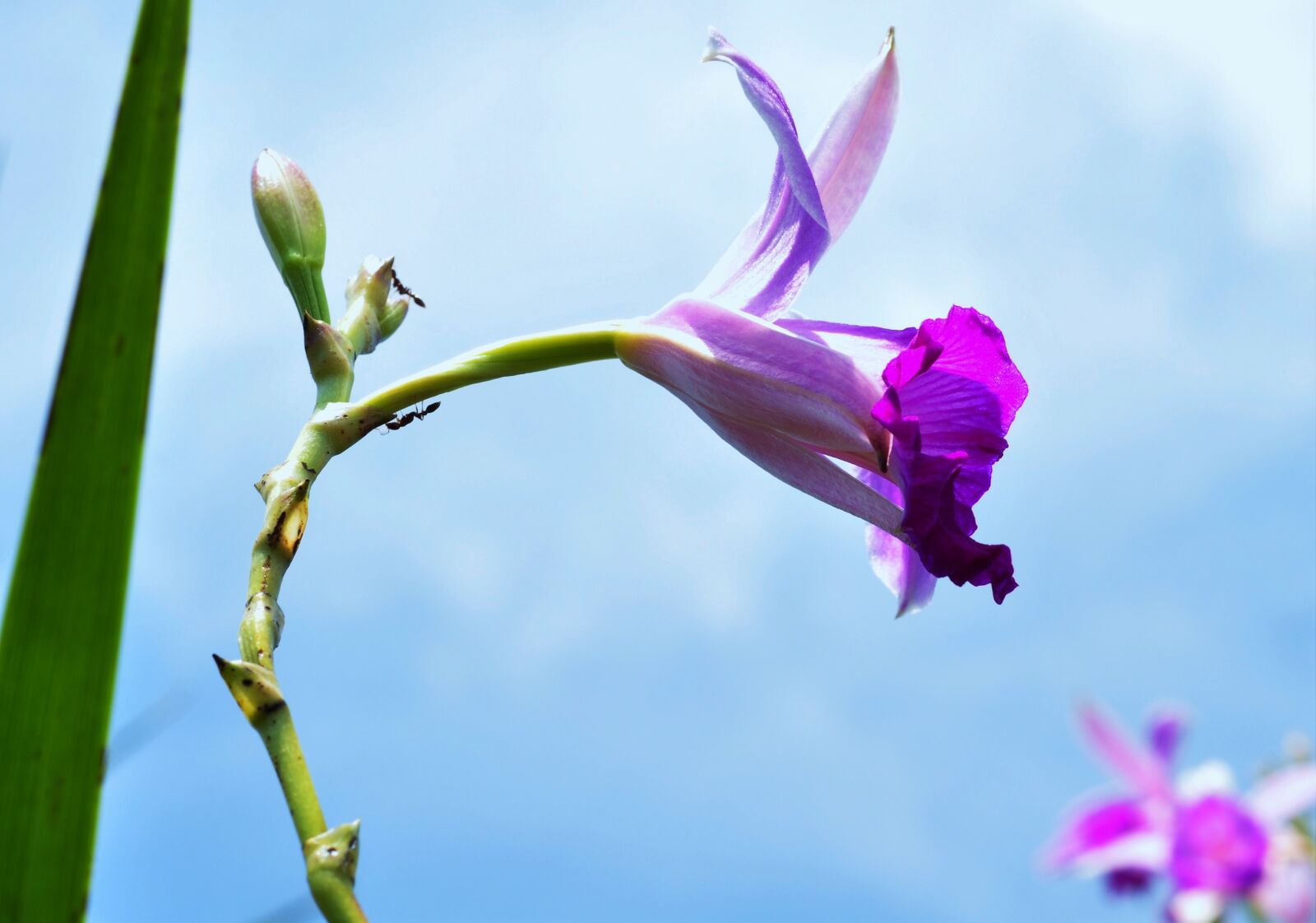 Nikon D90 sample photo. Céu, natureza, flores photography