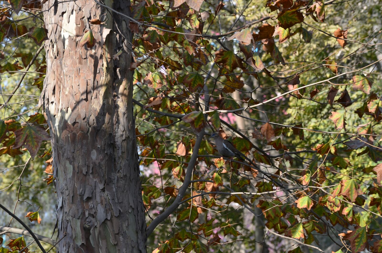 Nikon D5100 sample photo. Park, paloma, bird photography