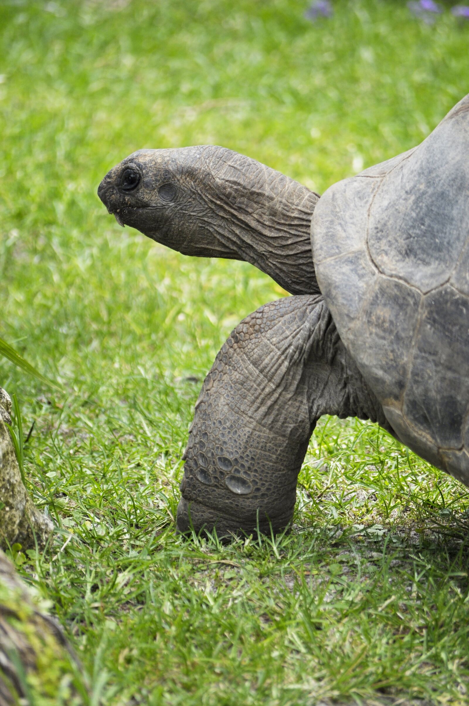 Nikon D5000 sample photo. Tortoise, animal, reptile photography