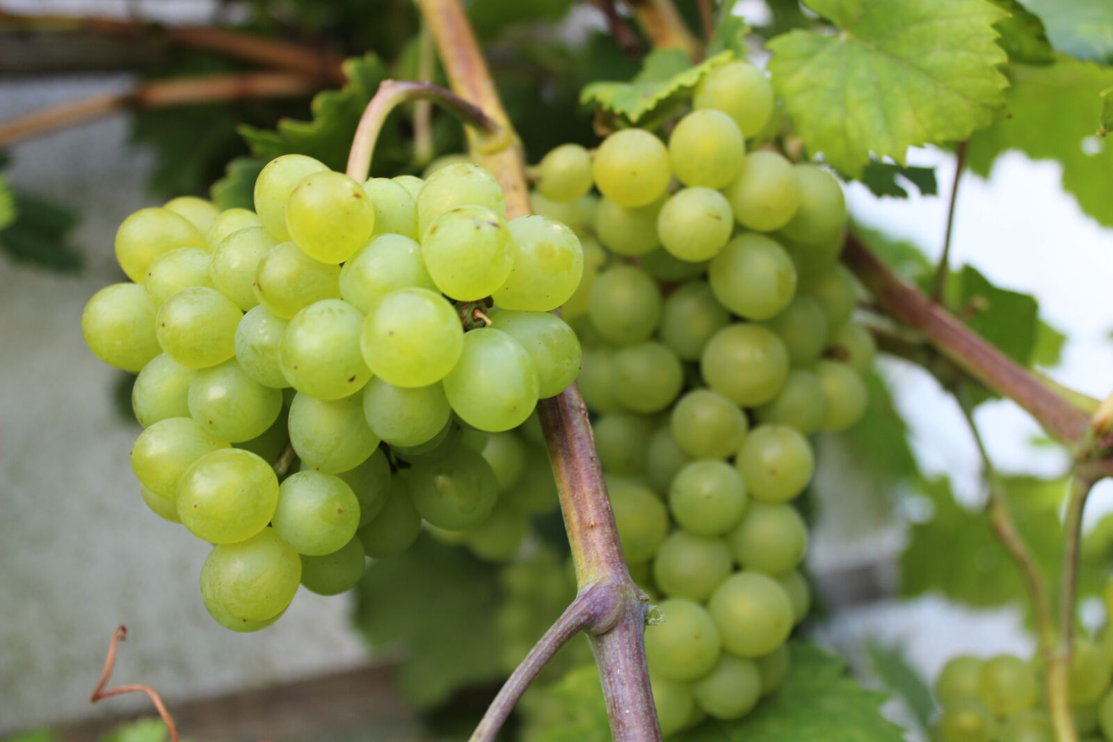 Canon EOS 600D (Rebel EOS T3i / EOS Kiss X5) sample photo. Wine, grapes, in the photography