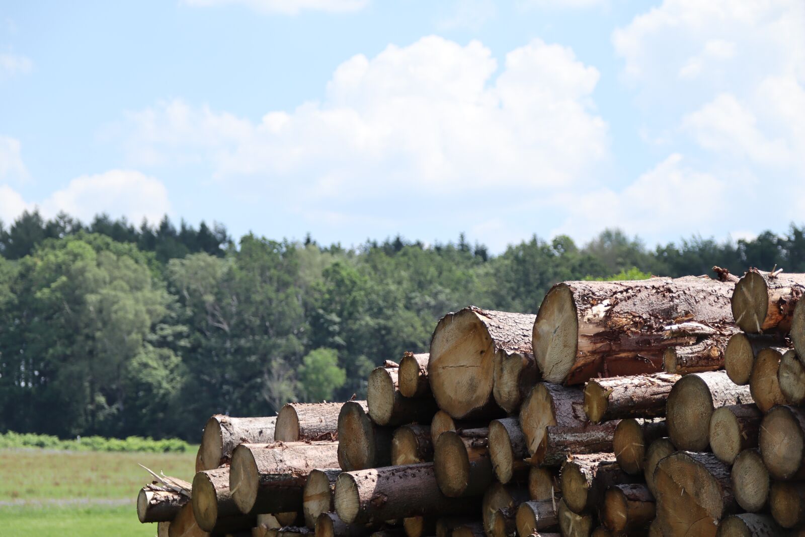 Canon EOS M50 (EOS Kiss M) sample photo. Wood, forest, waldsterben photography