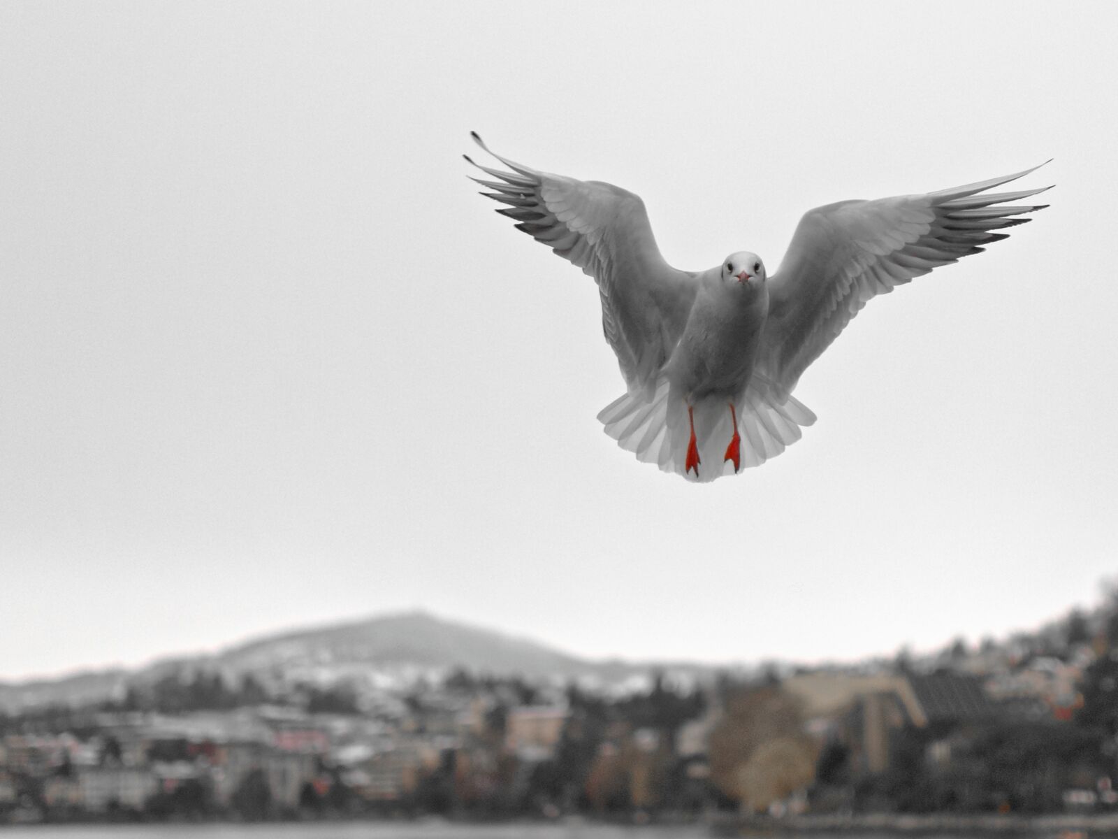 Nikon D80 sample photo. Seagull, montreux, vaud photography