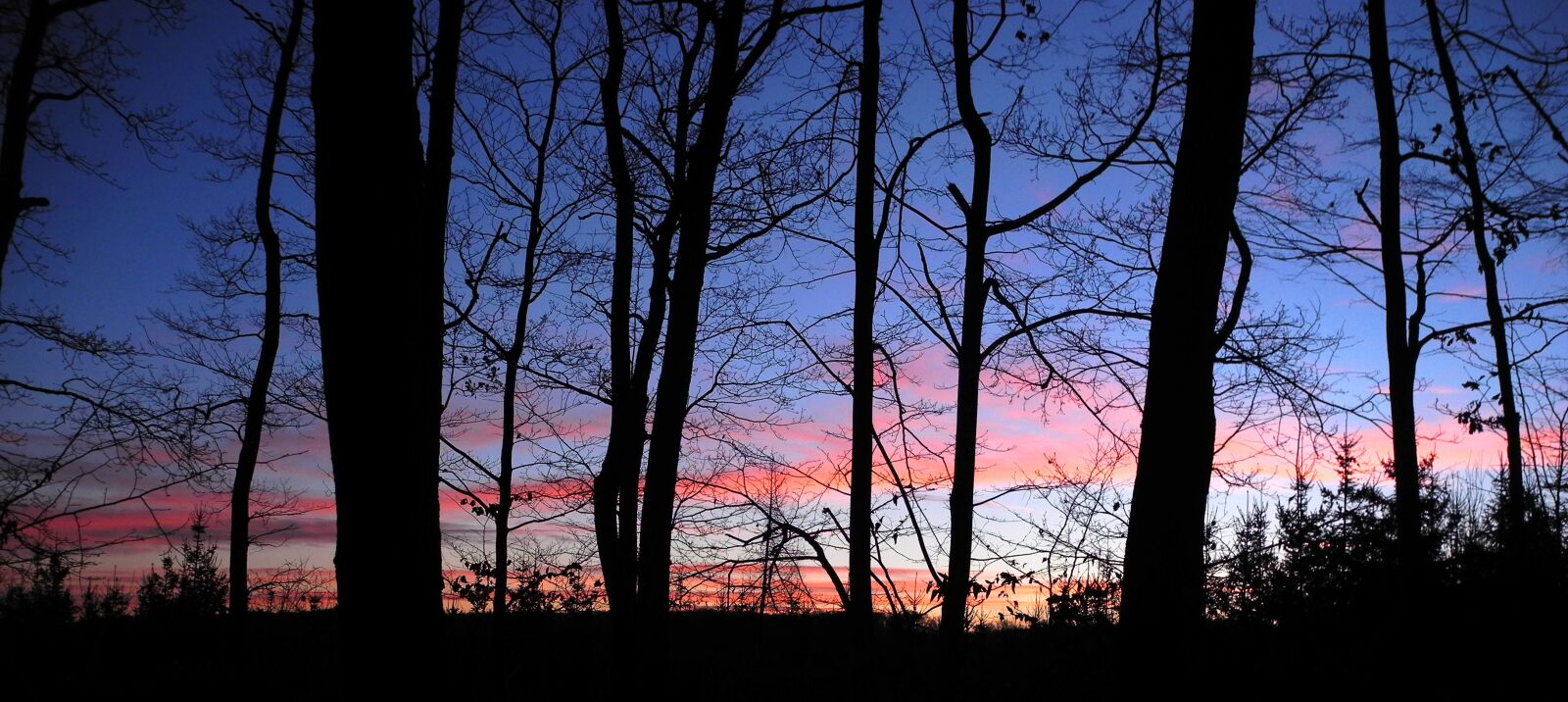 Nikon Coolpix P7000 sample photo. Night sky, trees, sunset photography