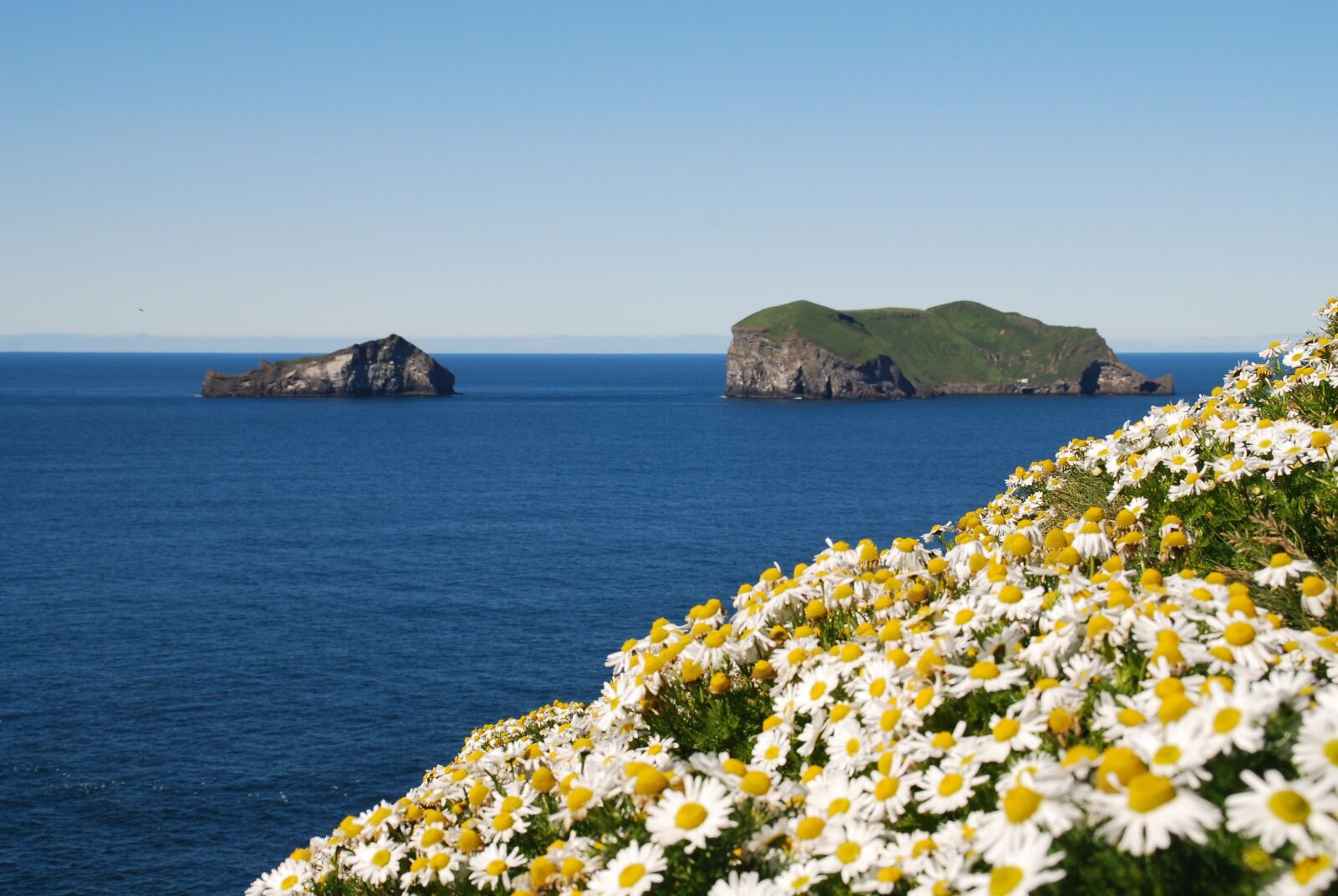 Nikon D80 sample photo. Iceland, flowers, margaritas photography