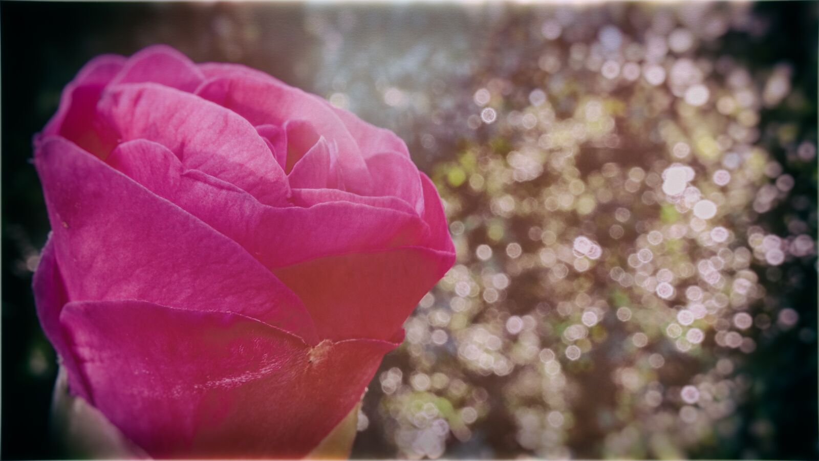 Sony Cyber-shot DSC-HX300 sample photo. Rose, pink, sunlight photography