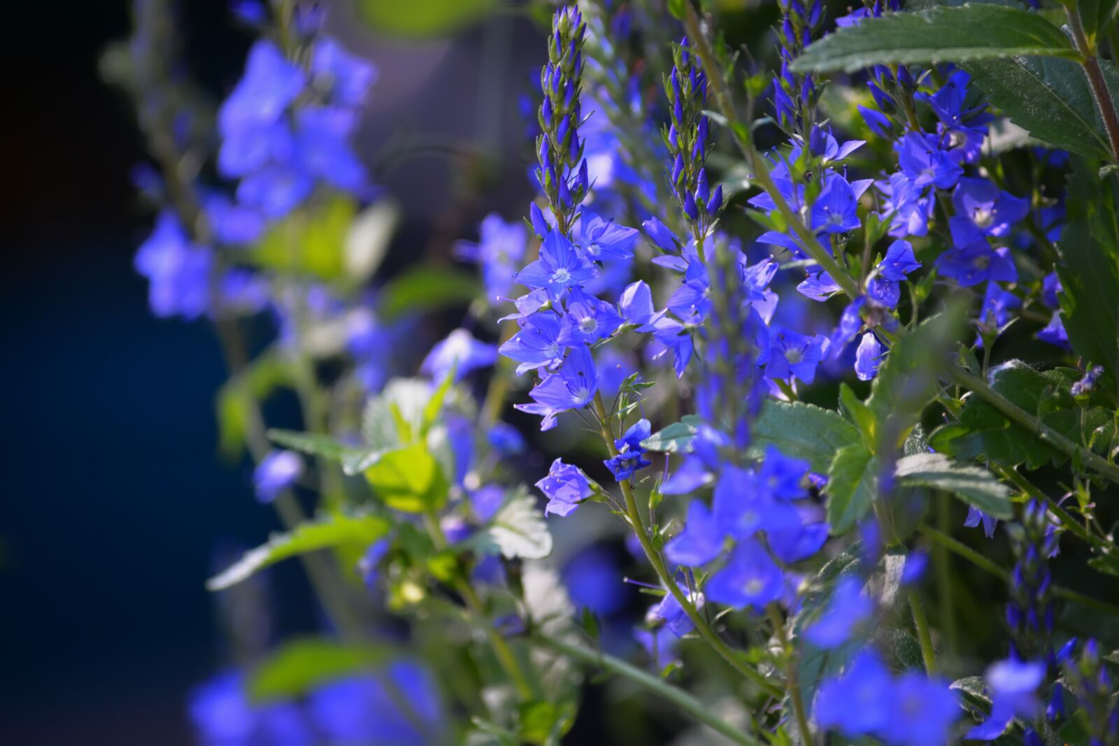Nikon D5200 sample photo. Flowers, garden, spring photography