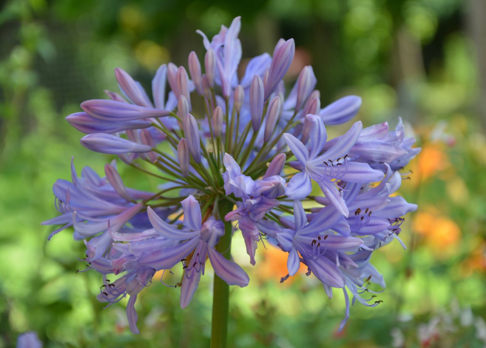Nikon D5200 sample photo. Flower, purple, spring photography