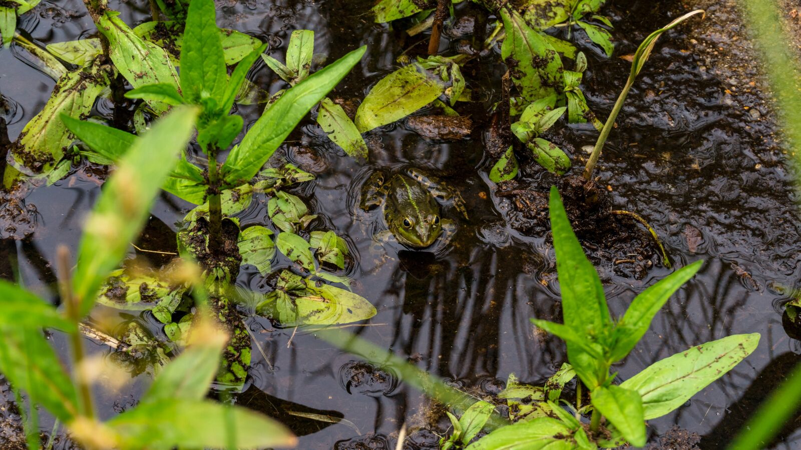 Sony Alpha a5000 (ILCE 5000) sample photo. Pools, pond, frog photography