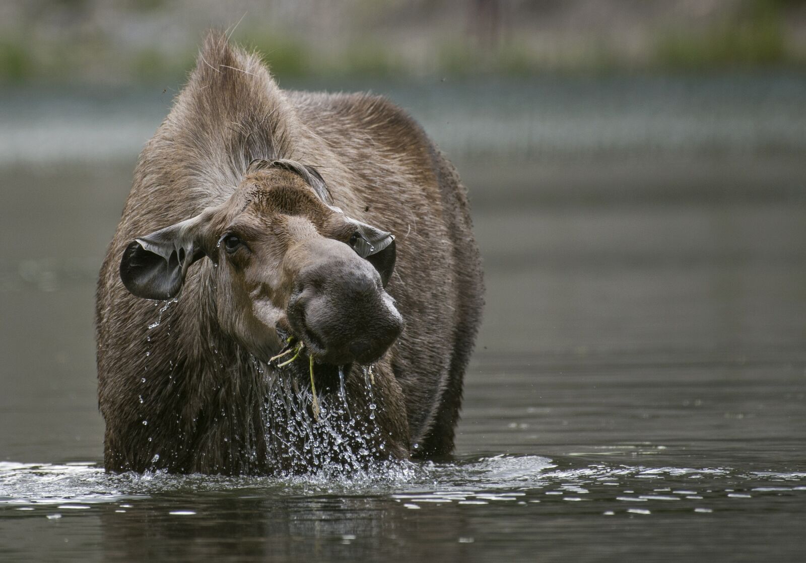 Nikon D600 sample photo. Moose, cow, portrait photography