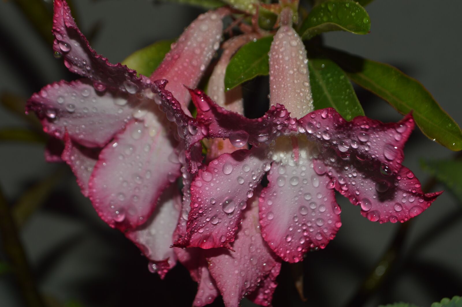 Nikon D3200 sample photo. Flor do deserto, flores photography