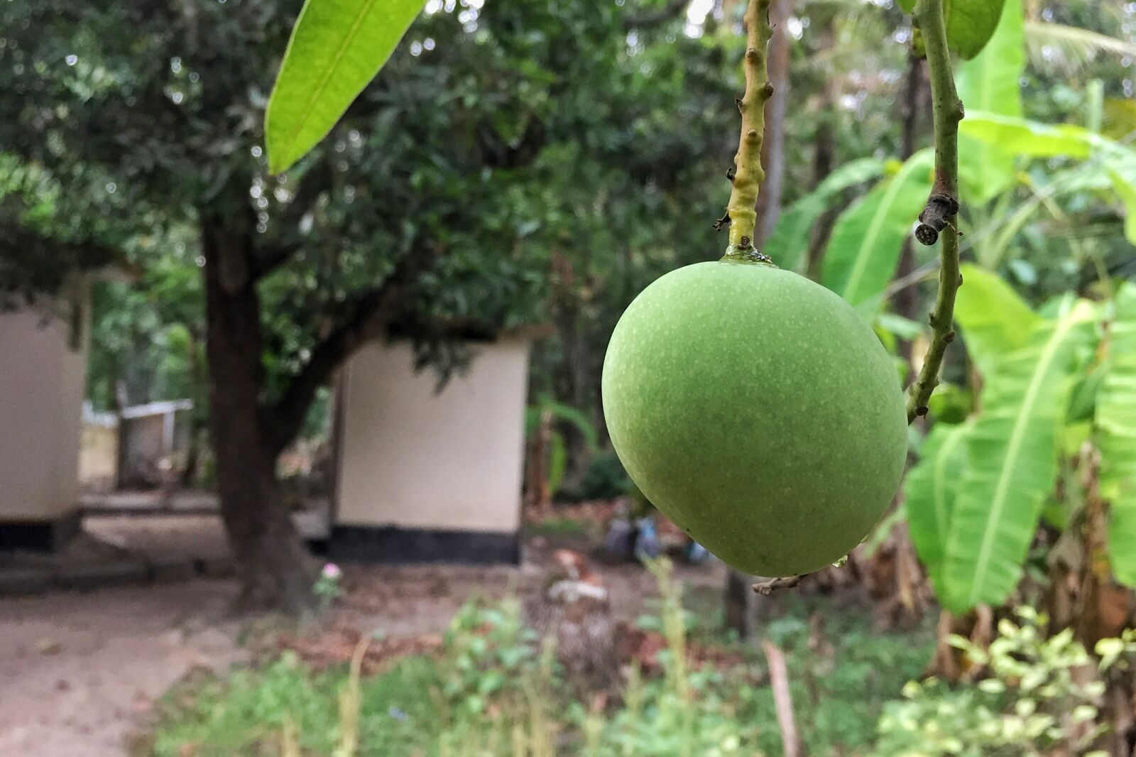 Apple iPhone 6 sample photo. Green, green, mango, mango photography