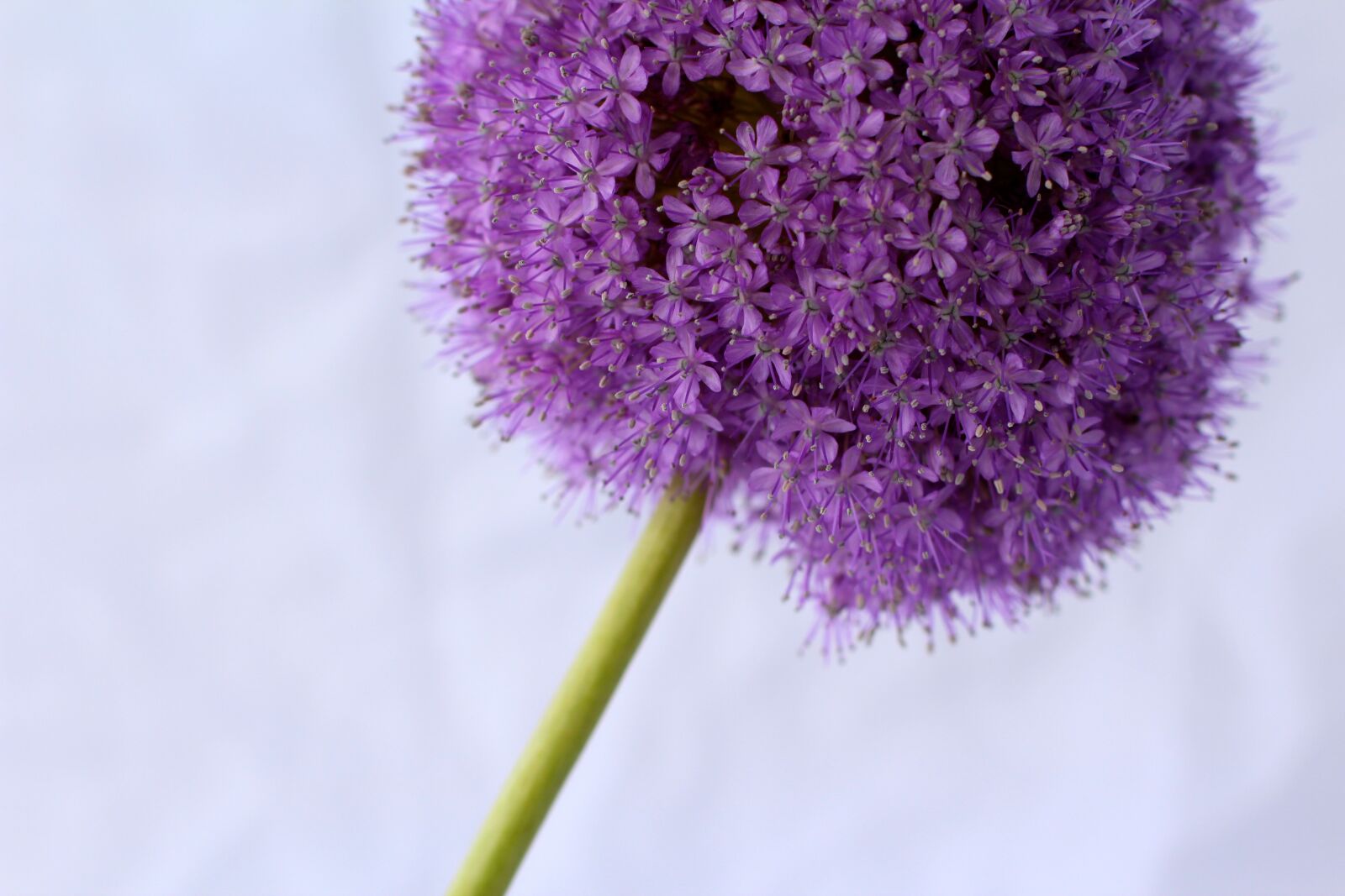 Canon EOS 600D (Rebel EOS T3i / EOS Kiss X5) + Canon EF 50mm F1.4 USM sample photo. Allium, purple, ball photography