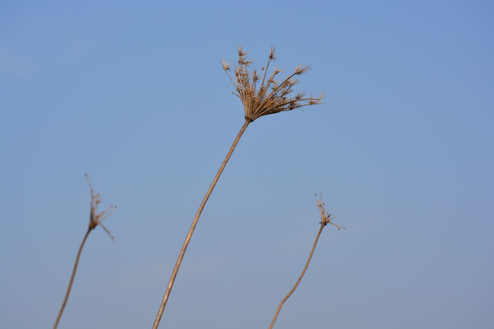 Nikon D5200 sample photo. Nature, flora, seeds photography