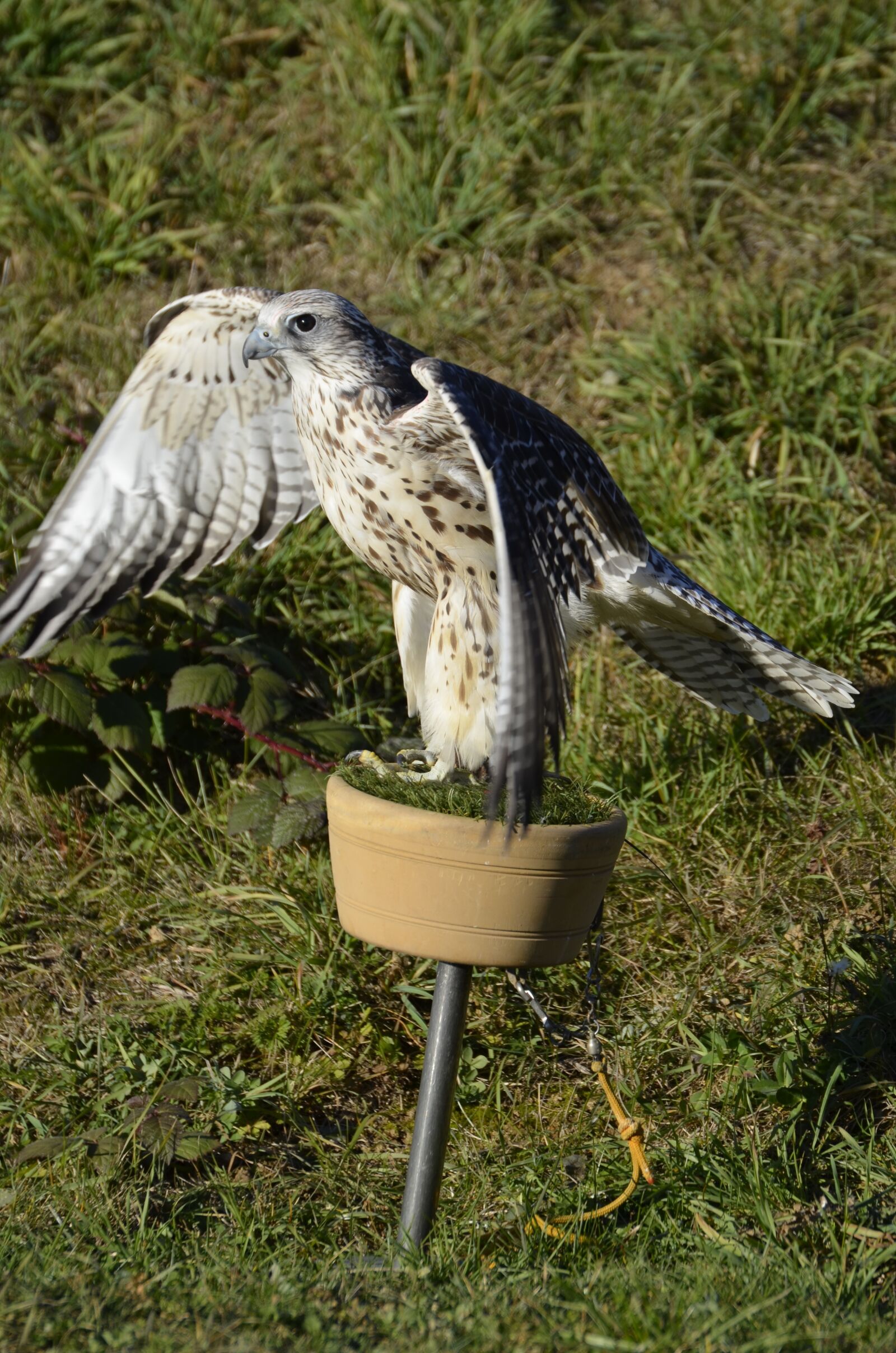 Nikon D5100 sample photo. Falcon, brown, falconry photography