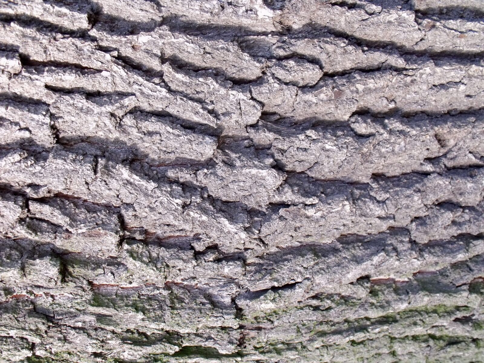 Fujifilm FinePix S1500 sample photo. Wood, bark, tree bark photography