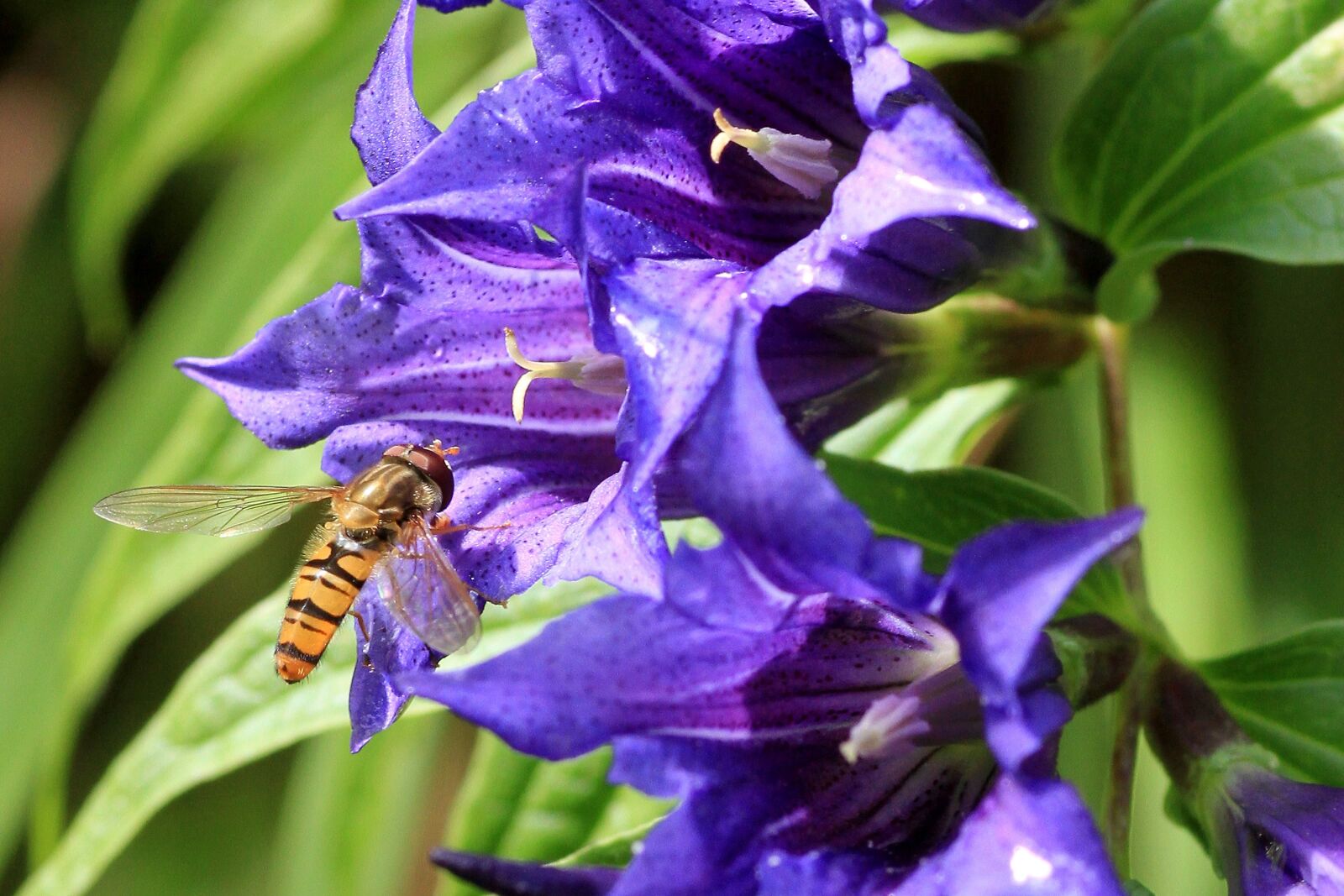 Canon EOS 7D sample photo. Dovetail gentian, gentian, blue photography