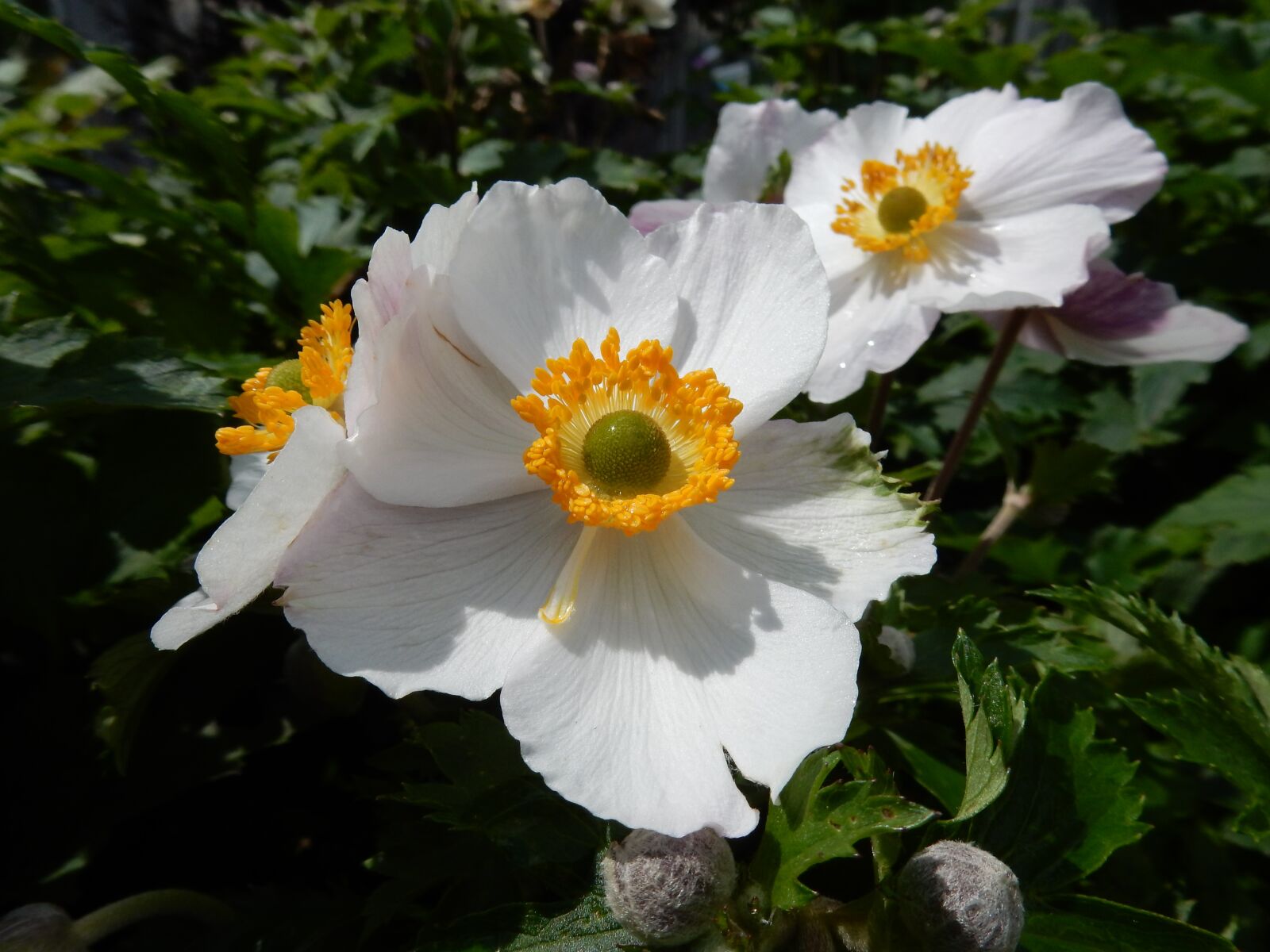 Nikon Coolpix S9900 sample photo. Flowers, white, plant photography