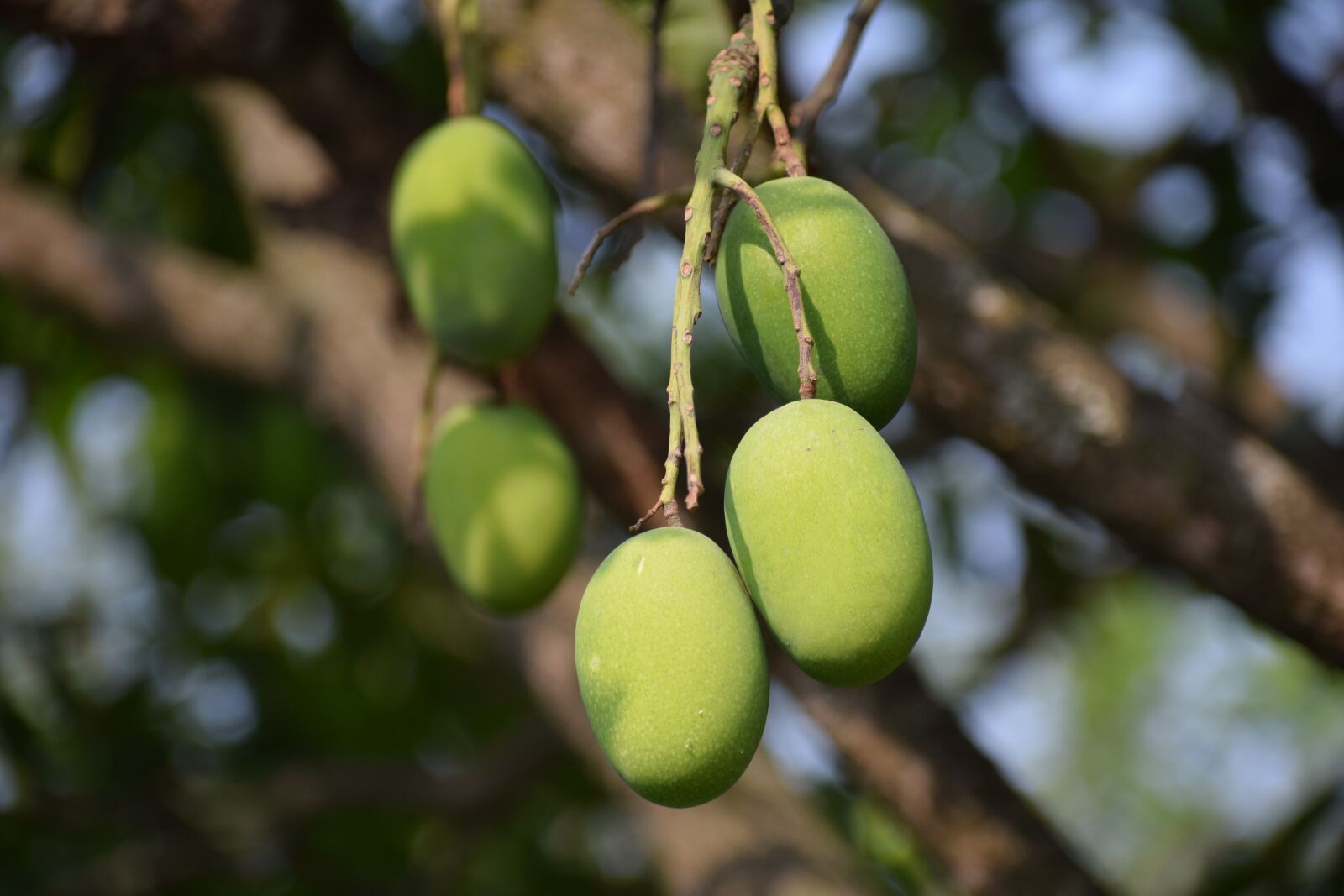 Nikon D3300 sample photo. Mangoes, raw, healthy photography