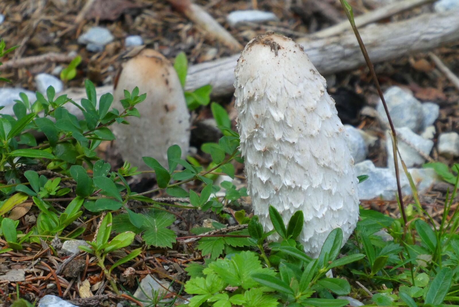 Panasonic Lumix DC-ZS70 (Lumix DC-TZ90) sample photo. Mushroom, inktzwam, autumn photography