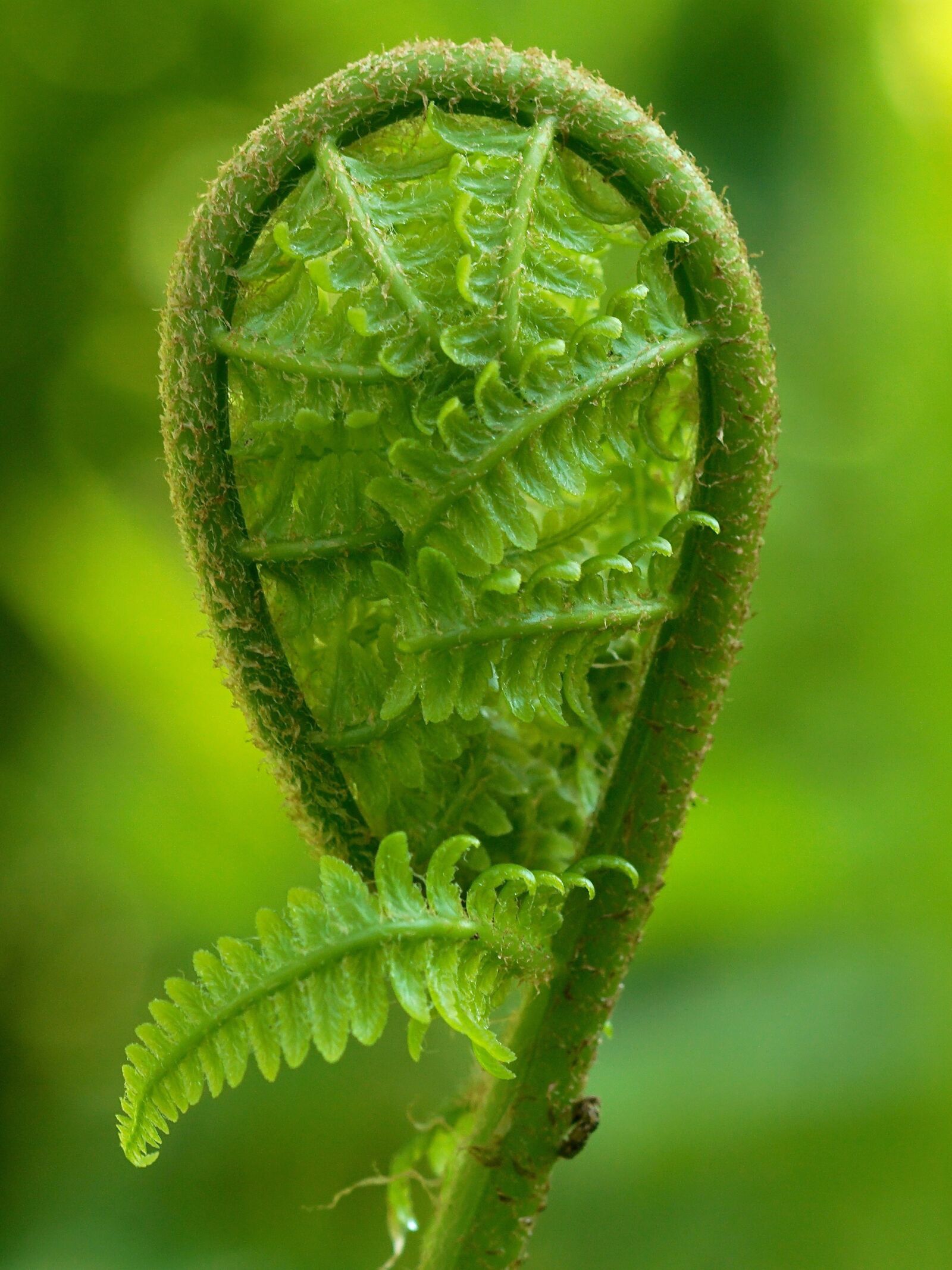 Sony ILCA-77M2 + Tamron SP AF 90mm F2.8 Di Macro sample photo. Fern, green, plant photography