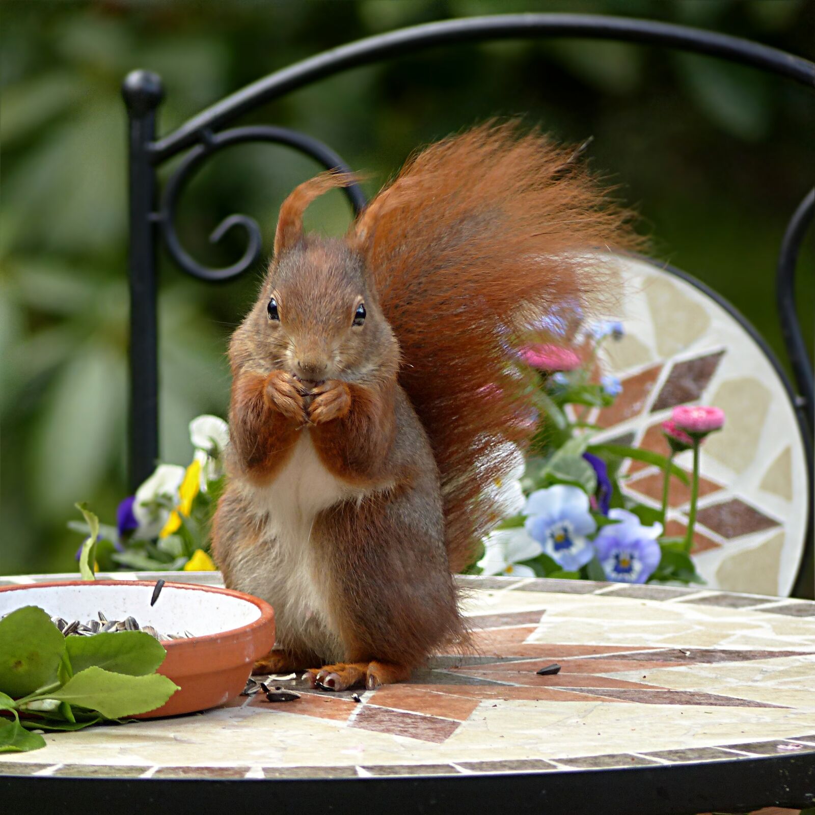 Panasonic Lumix DMC-FZ200 sample photo. Squirrel, rodent, sciuris major photography