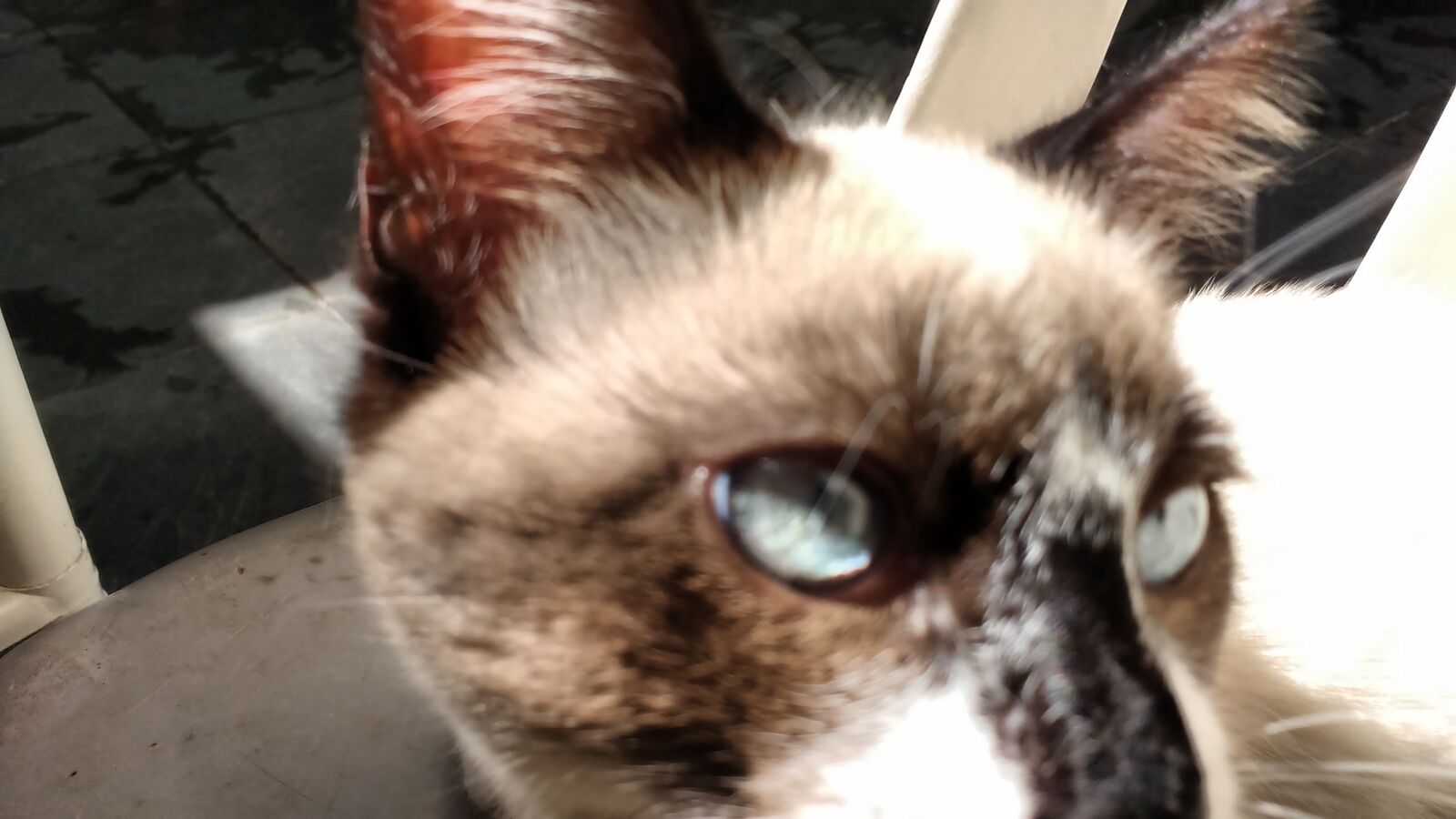 Motorola MotoG3 sample photo. Cat, mingalito photography