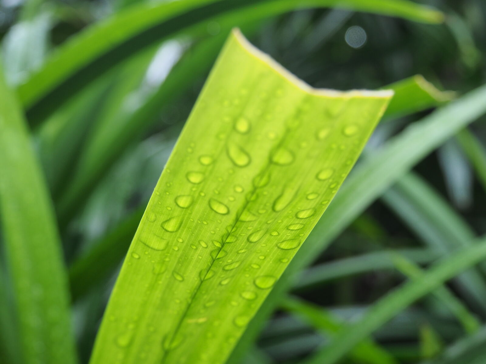 Olympus OM-D E-M10 II sample photo. Nature, rain photography