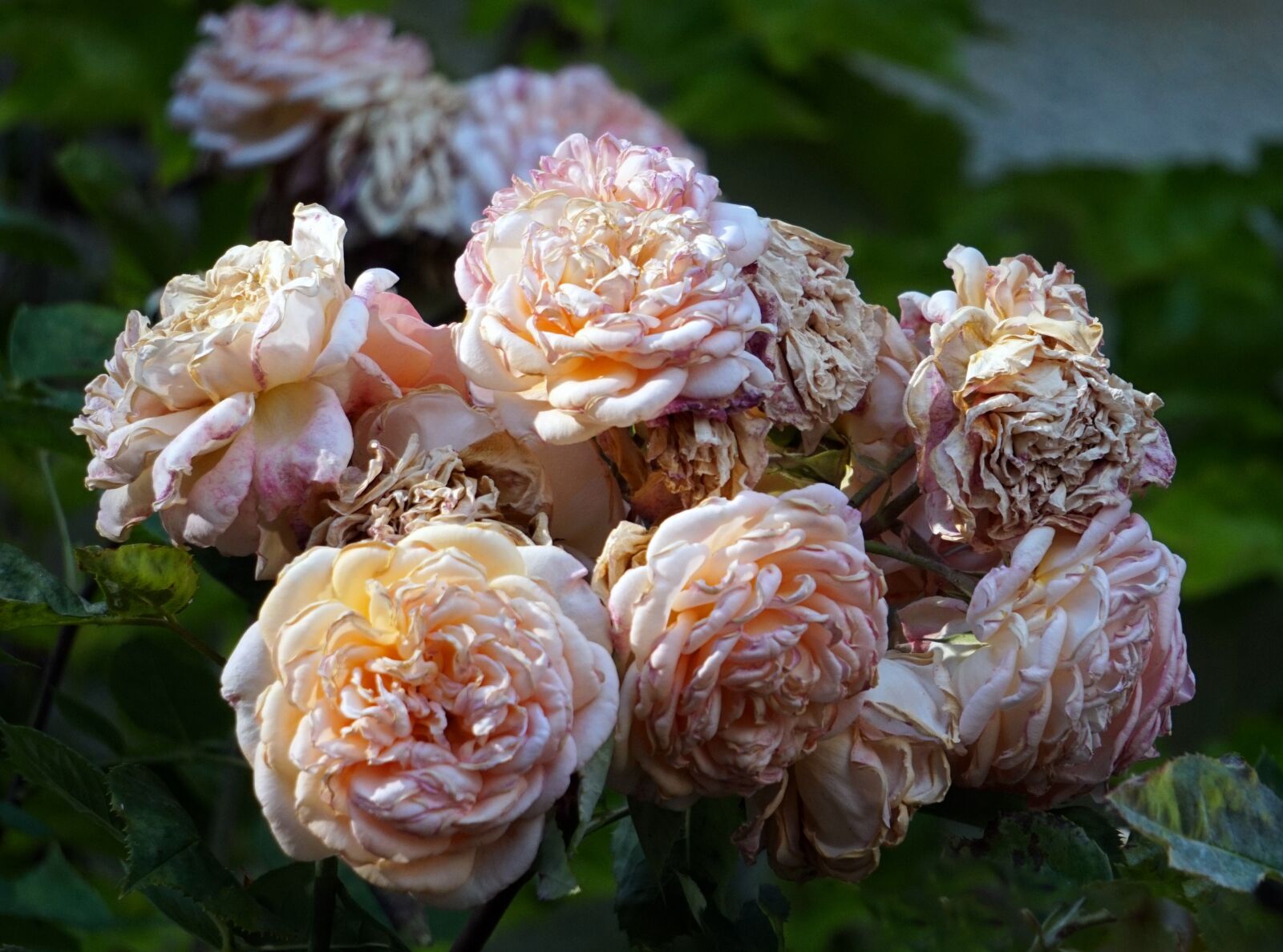 Sony Alpha a5000 (ILCE 5000) + Sony E 55-210mm F4.5-6.3 OSS sample photo. Roses, flowers, flower photography