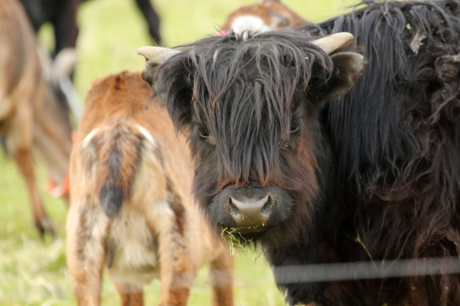 Canon EOS 7D Mark II + Canon EF 100-400mm F4.5-5.6L IS USM sample photo. Cow, scotland, meadow photography