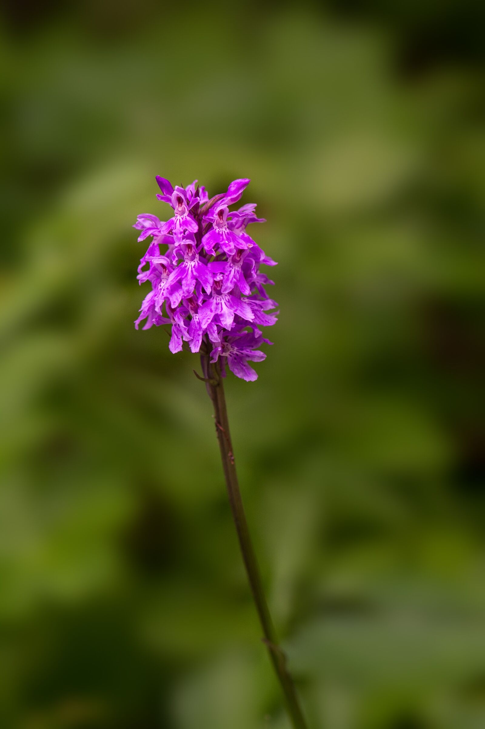 Nikon D7100 sample photo. Heath spotted orchid, orchid photography
