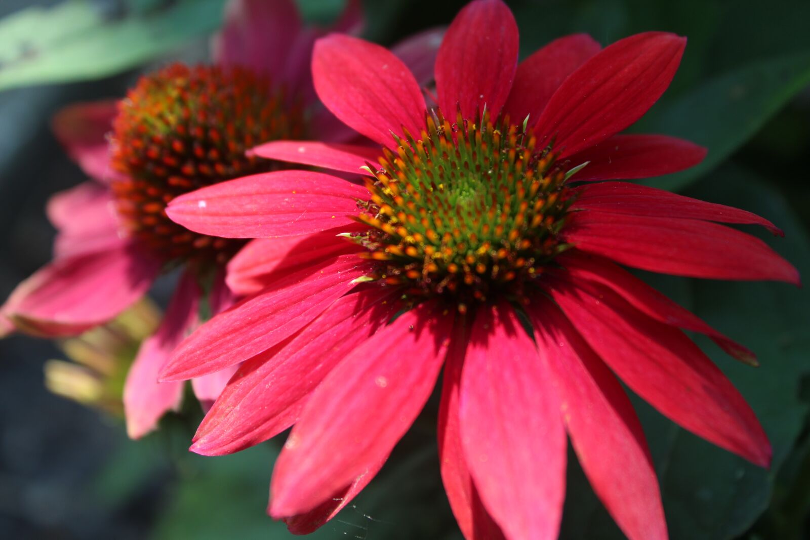 Canon EOS 1300D (EOS Rebel T6 / EOS Kiss X80) + Canon EF-S 18-55mm F3.5-5.6 IS II sample photo. Coneflower, red, plant photography