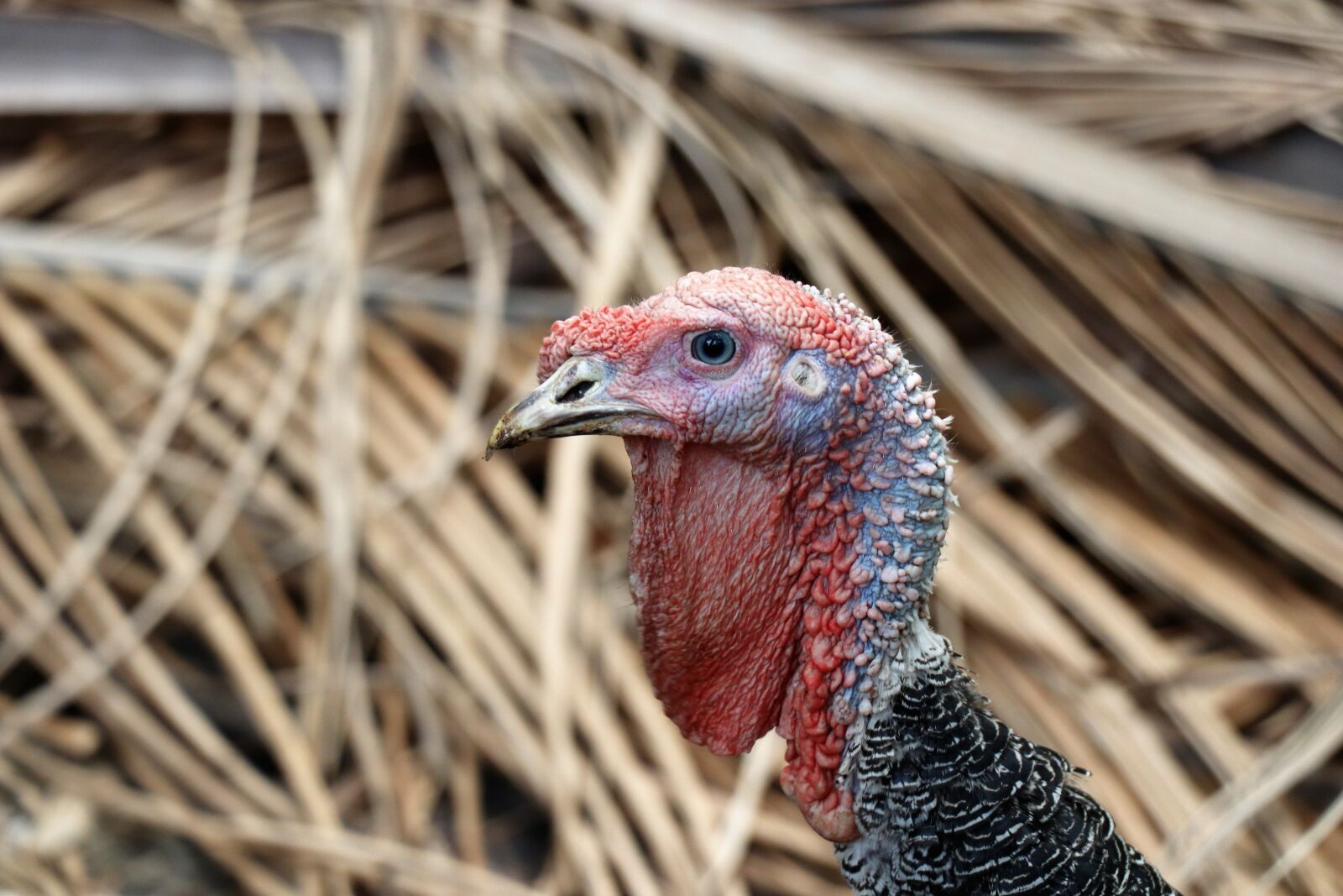 Canon EOS 77D (EOS 9000D / EOS 770D) sample photo. Turkey, portrait, bird photography