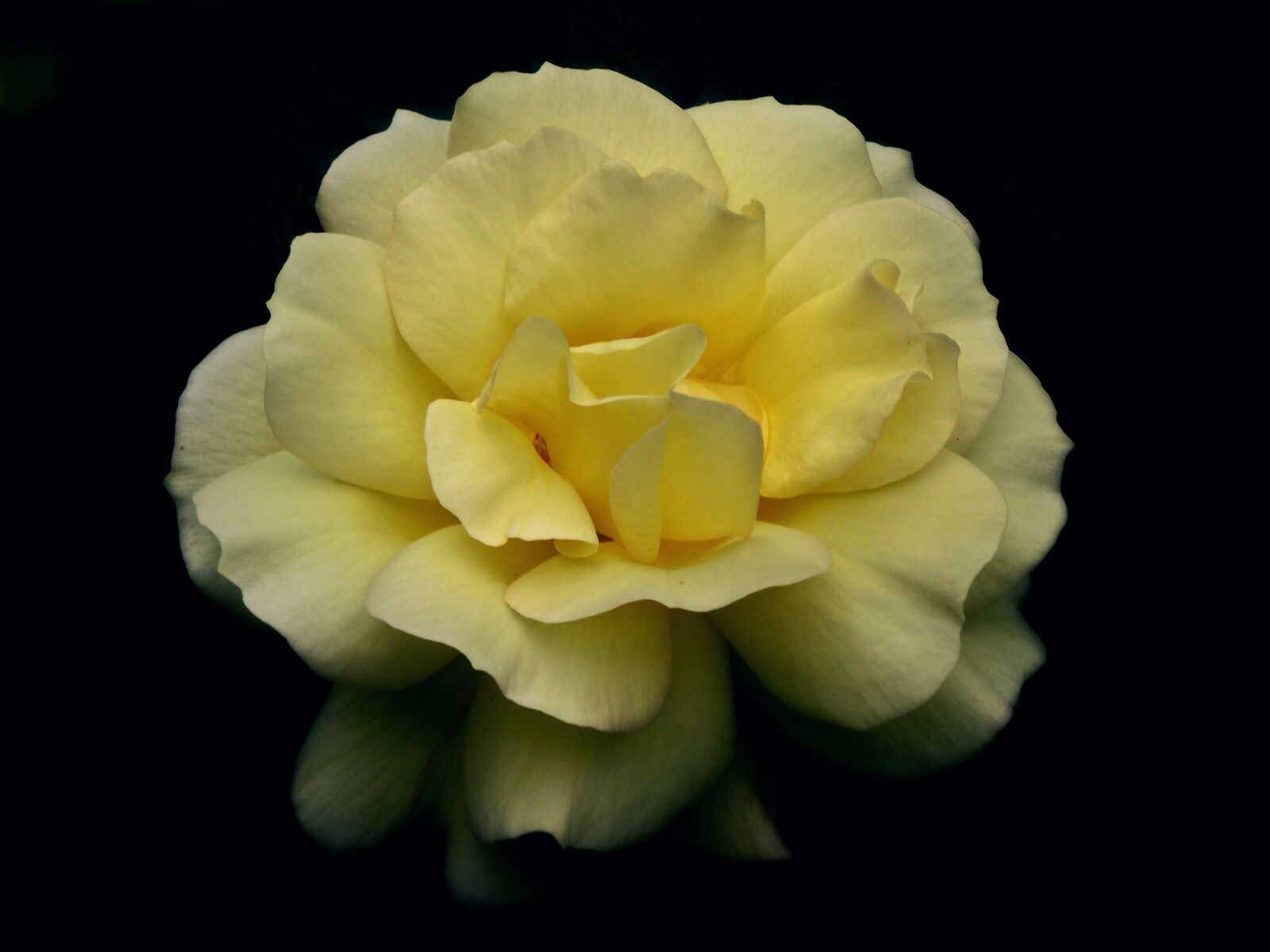 FujiFilm FinePix S1600 (FinePix S1770) sample photo. Flower, rose, tea photography