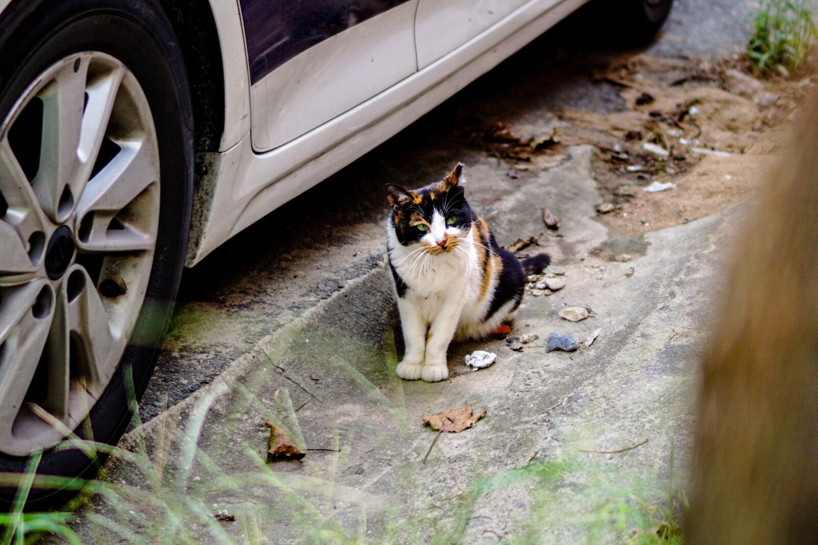 Sony a6000 + Sony E 35mm F1.8 OSS sample photo. Cat, cute cat, babycat photography