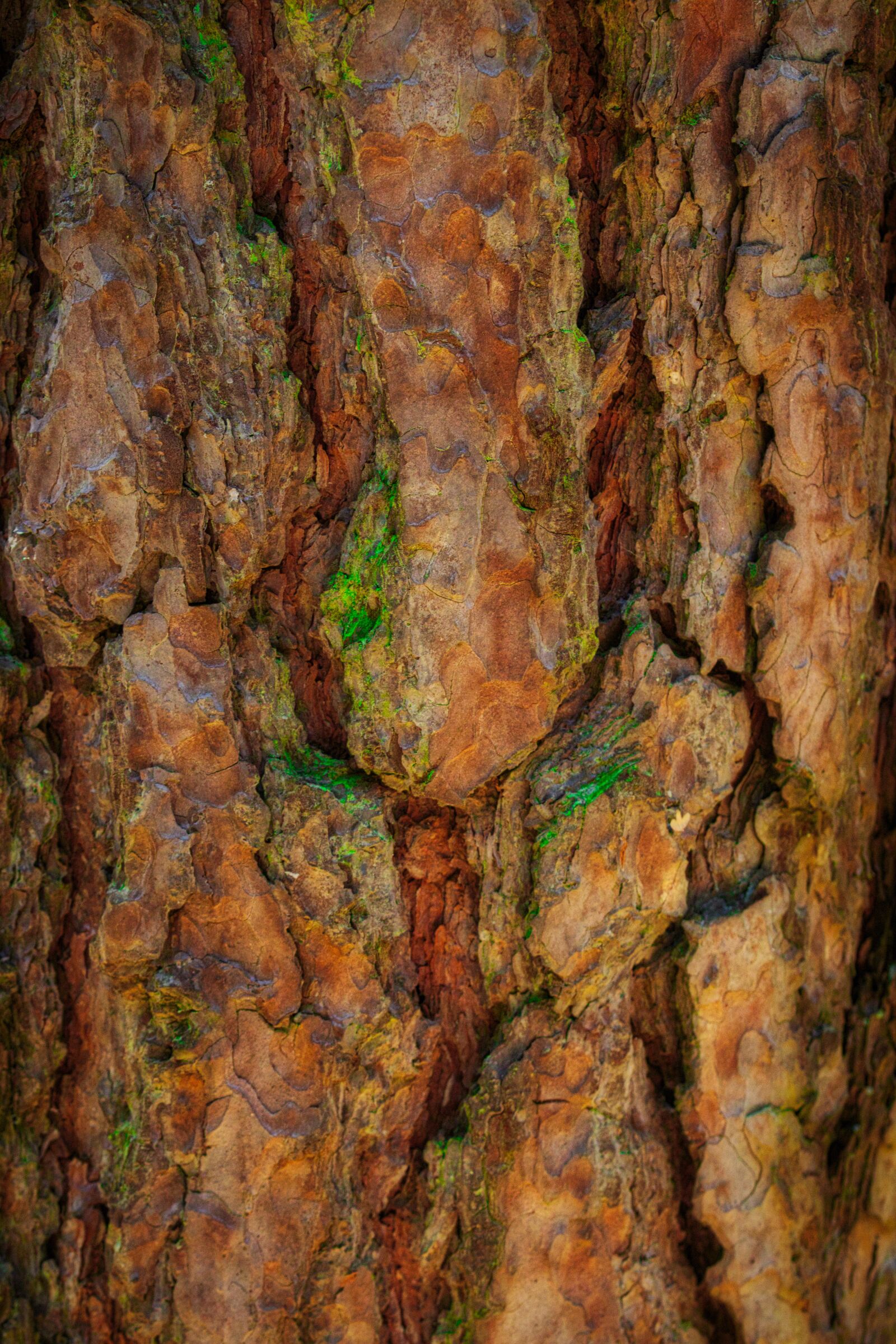Canon EOS 200D (EOS Rebel SL2 / EOS Kiss X9) sample photo. Tree bark, beautiful, bark photography