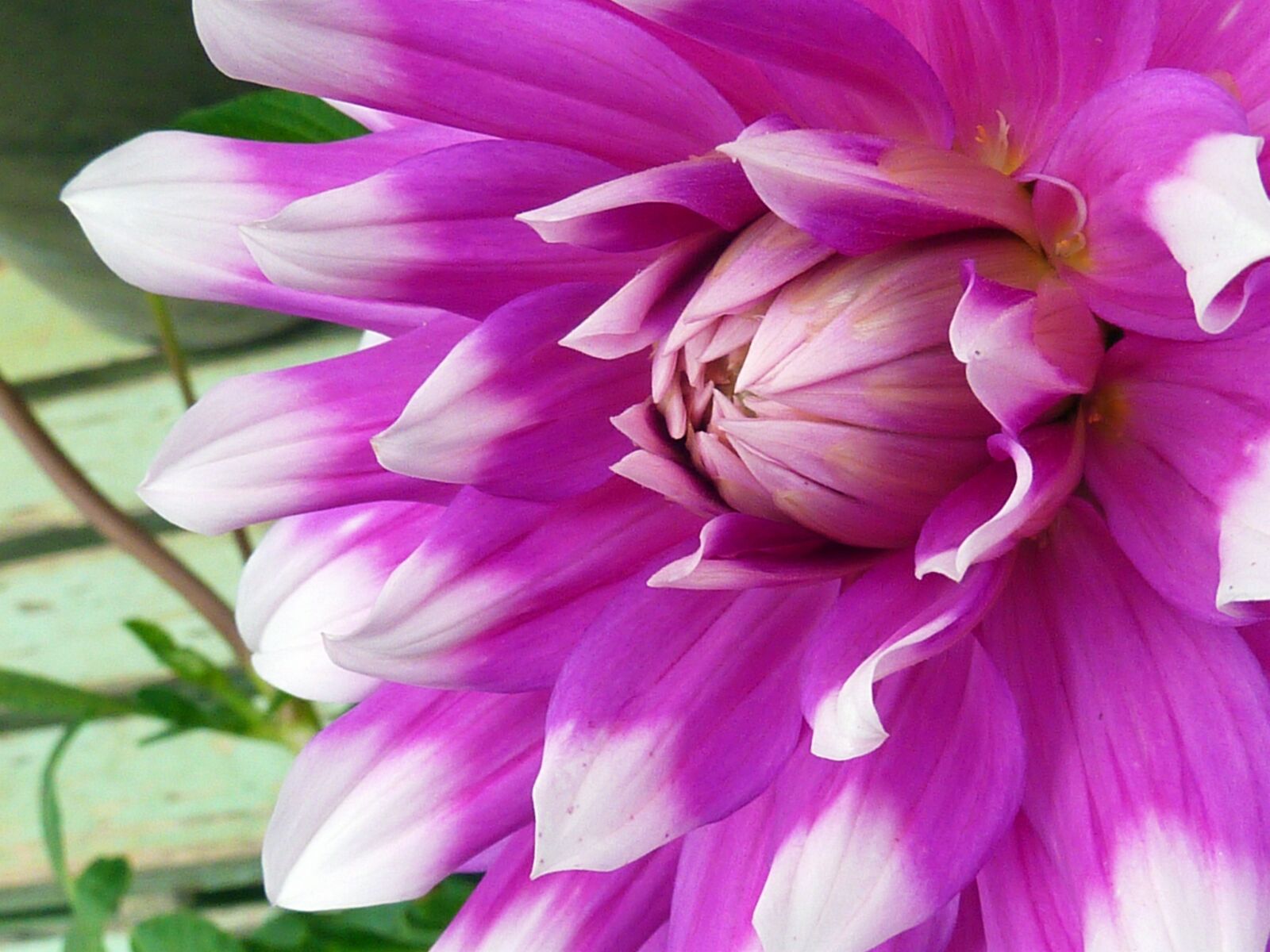 Panasonic DMC-TZ7 sample photo. Flowers, blossom, bloom photography