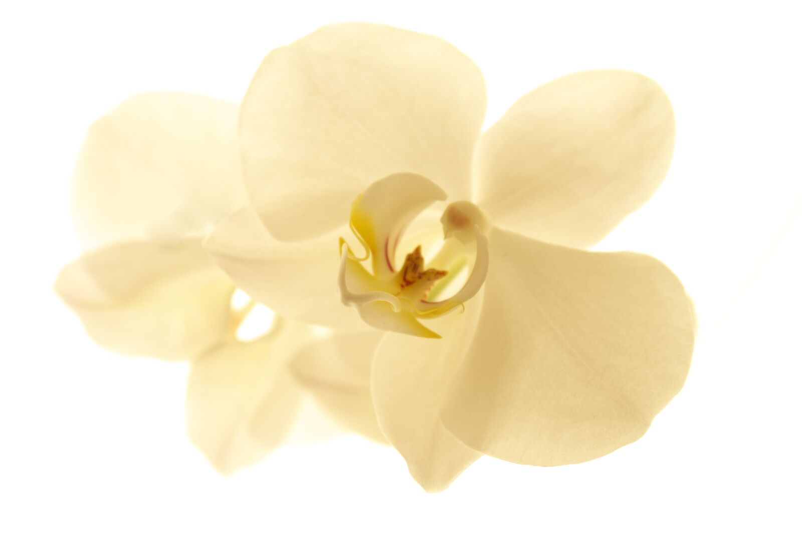 Panasonic Lumix DMC-GF1 sample photo. Flower, nature, petal photography