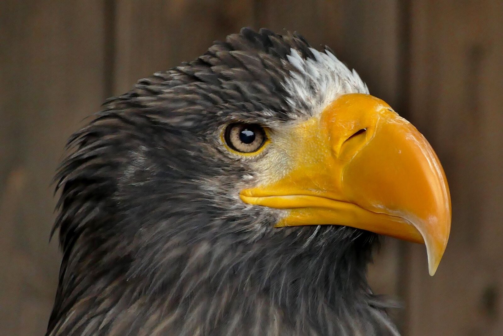 Panasonic Lumix DMC-FZ1000 sample photo. Animals, beak, bill, bird photography